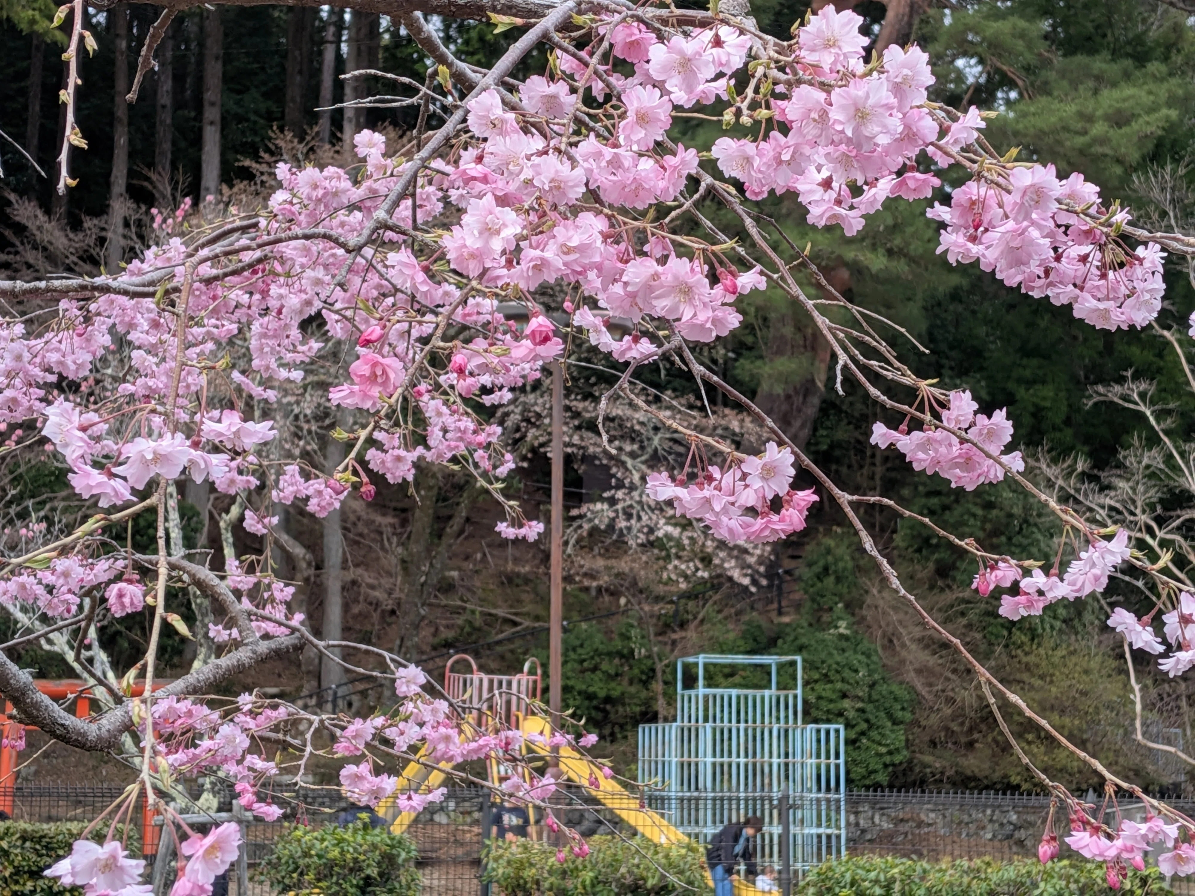今年は早い！【高野山の桜🌸2026】｜さりー