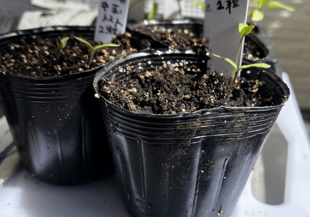 種まき、鉢上げ、定植しましょう週間です♪｜チームりんでん