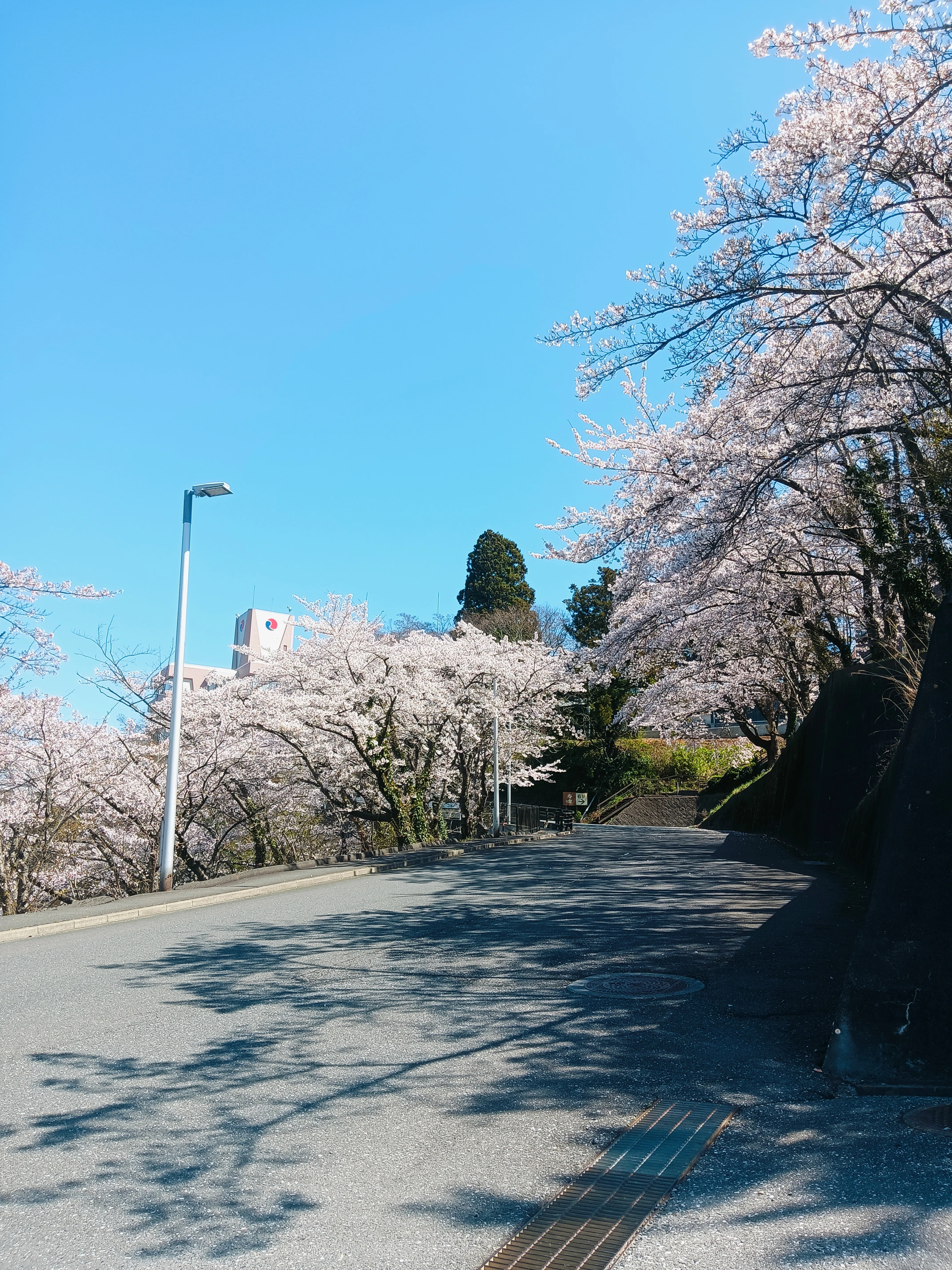 桜レポート②｜miura