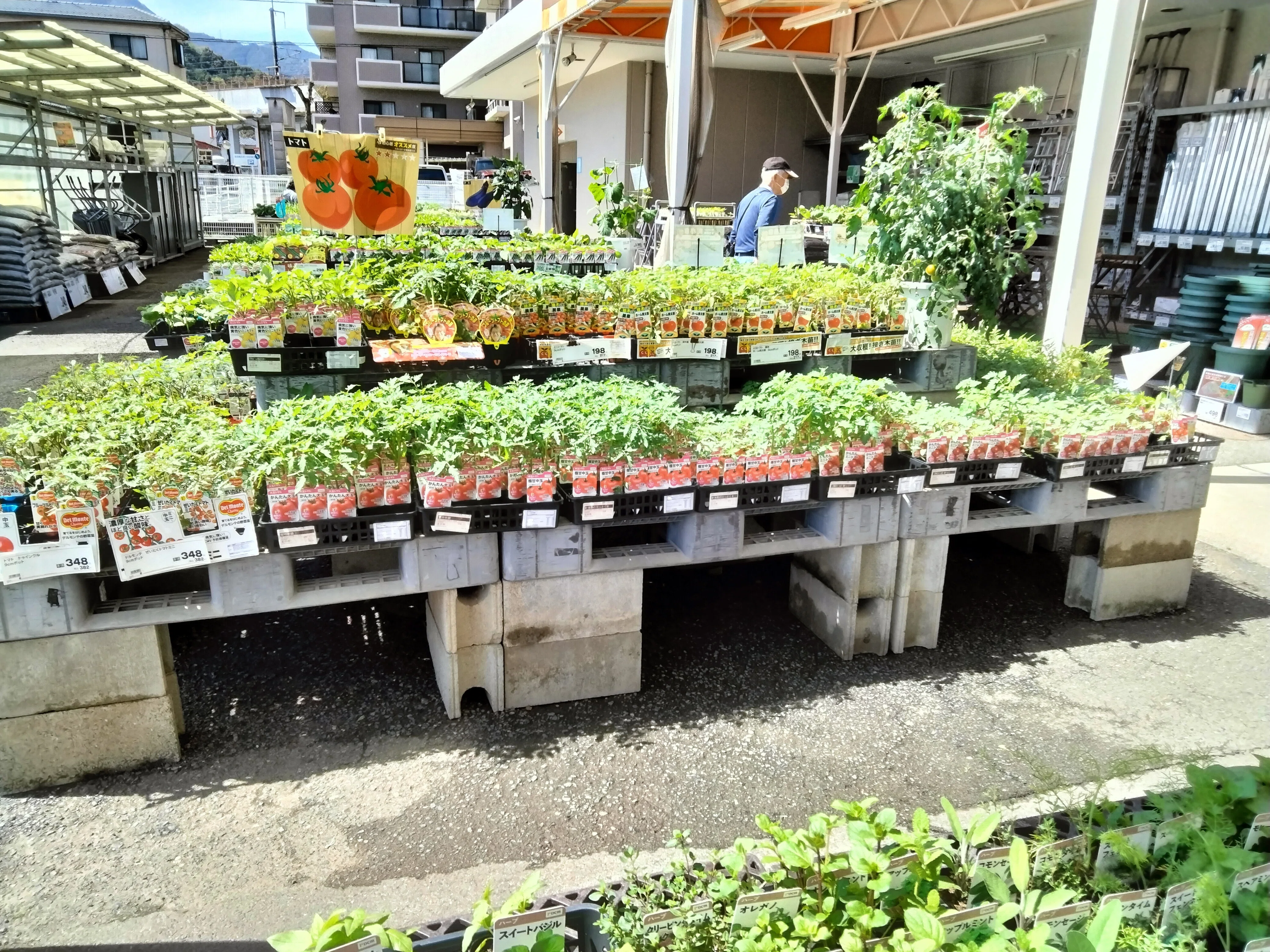 とまとん栽培部】品種選び＆とまとん母さんの2026年最初の苗購入