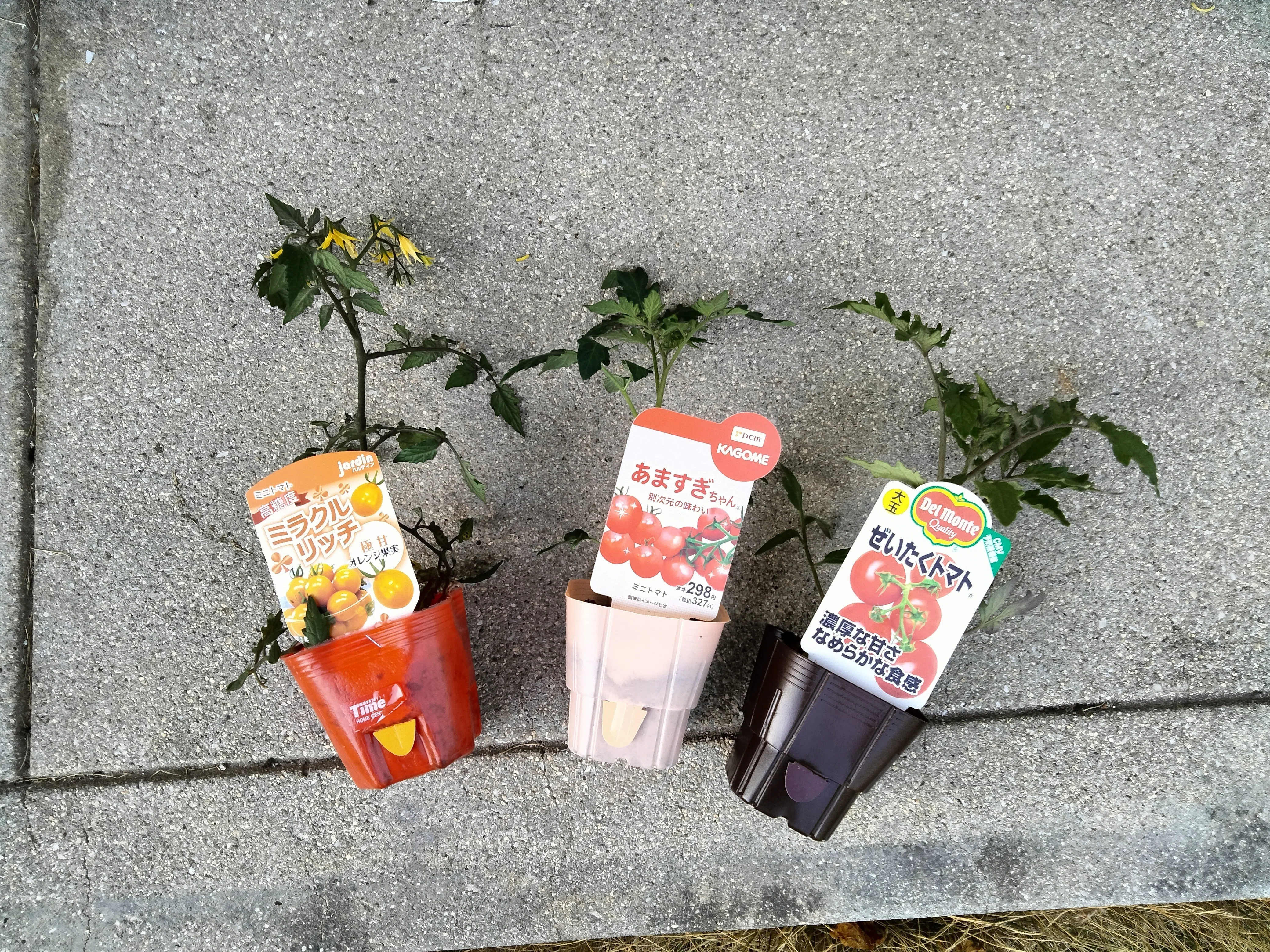 とまとん栽培部】品種選び＆とまとん母さんの2026年最初の苗購入