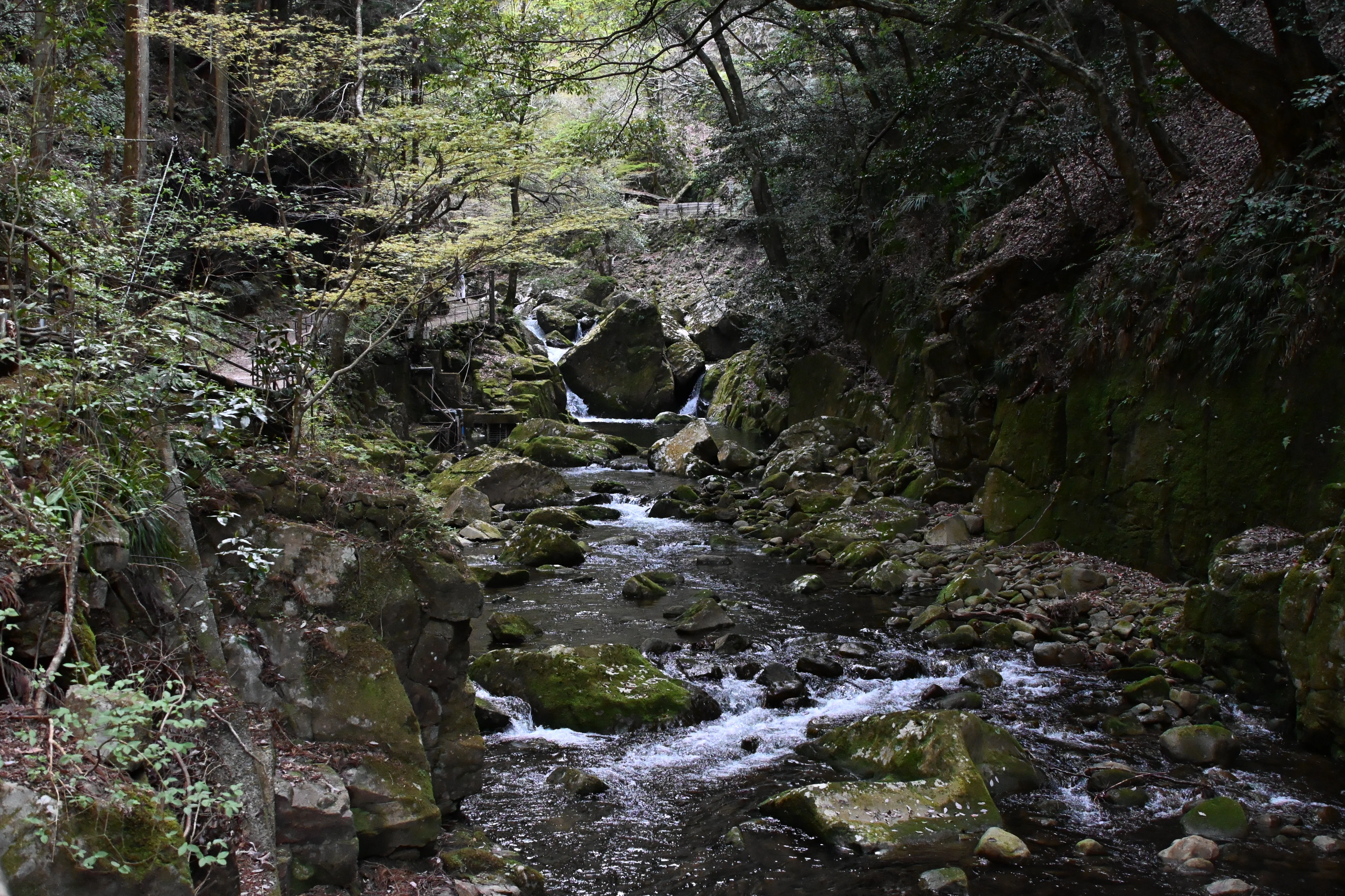 20260412_赤目四十八滝【Nikon Z50IIと観光】｜山ネズミ