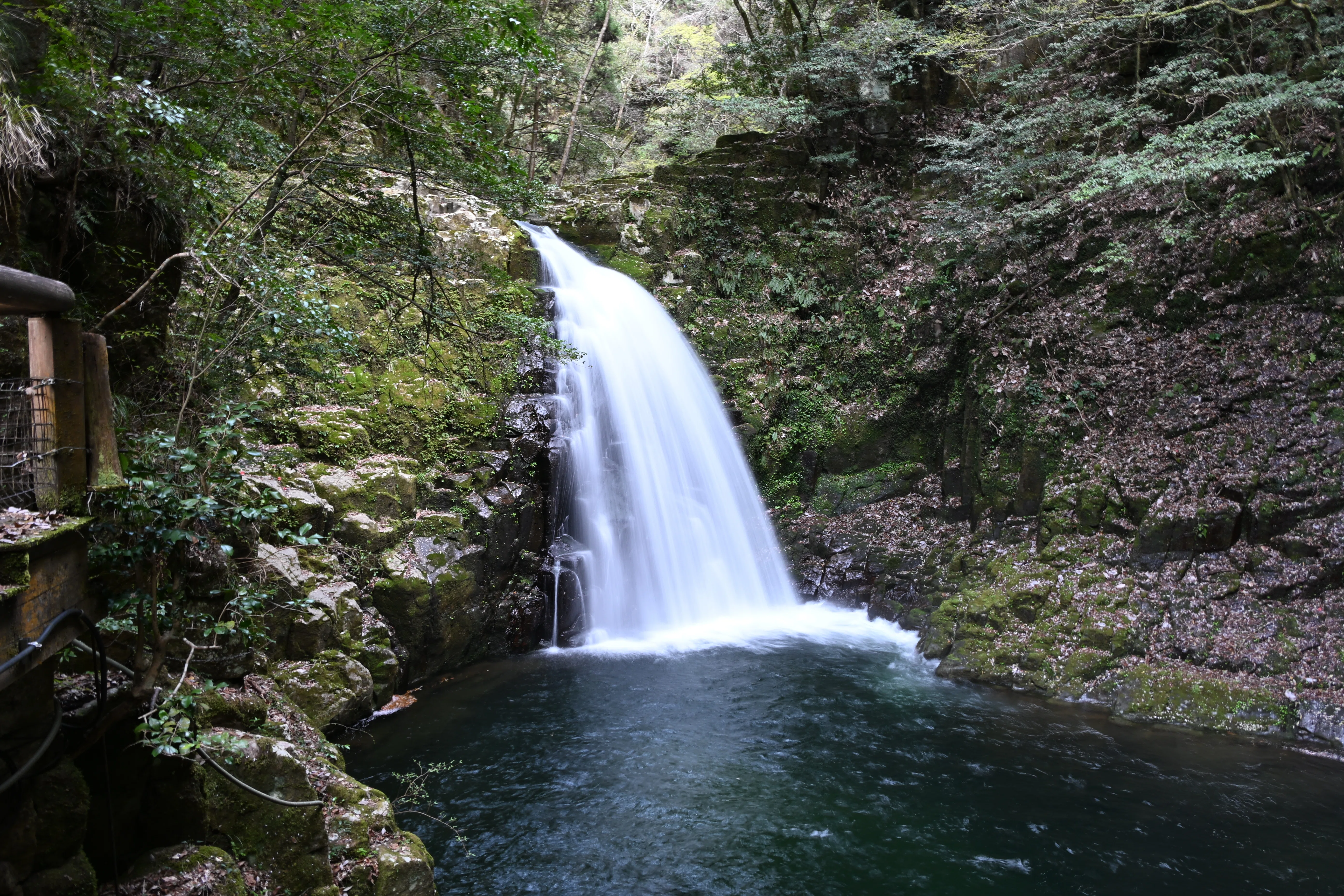 20260412_赤目四十八滝【Nikon Z50IIと観光】｜山ネズミ