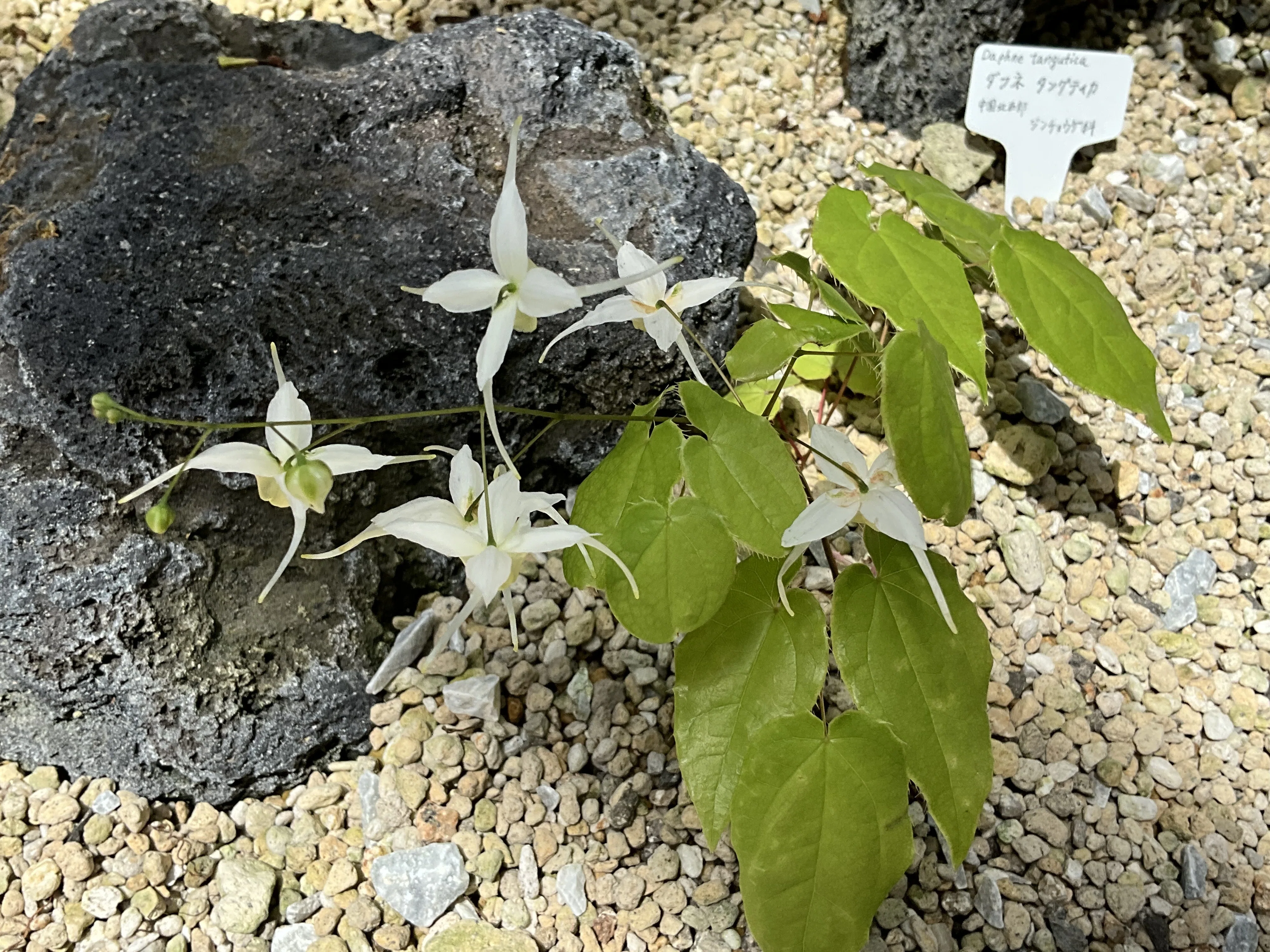 エピメディウム・ラティセパルム（京都府立植物園）：2026年4月15日