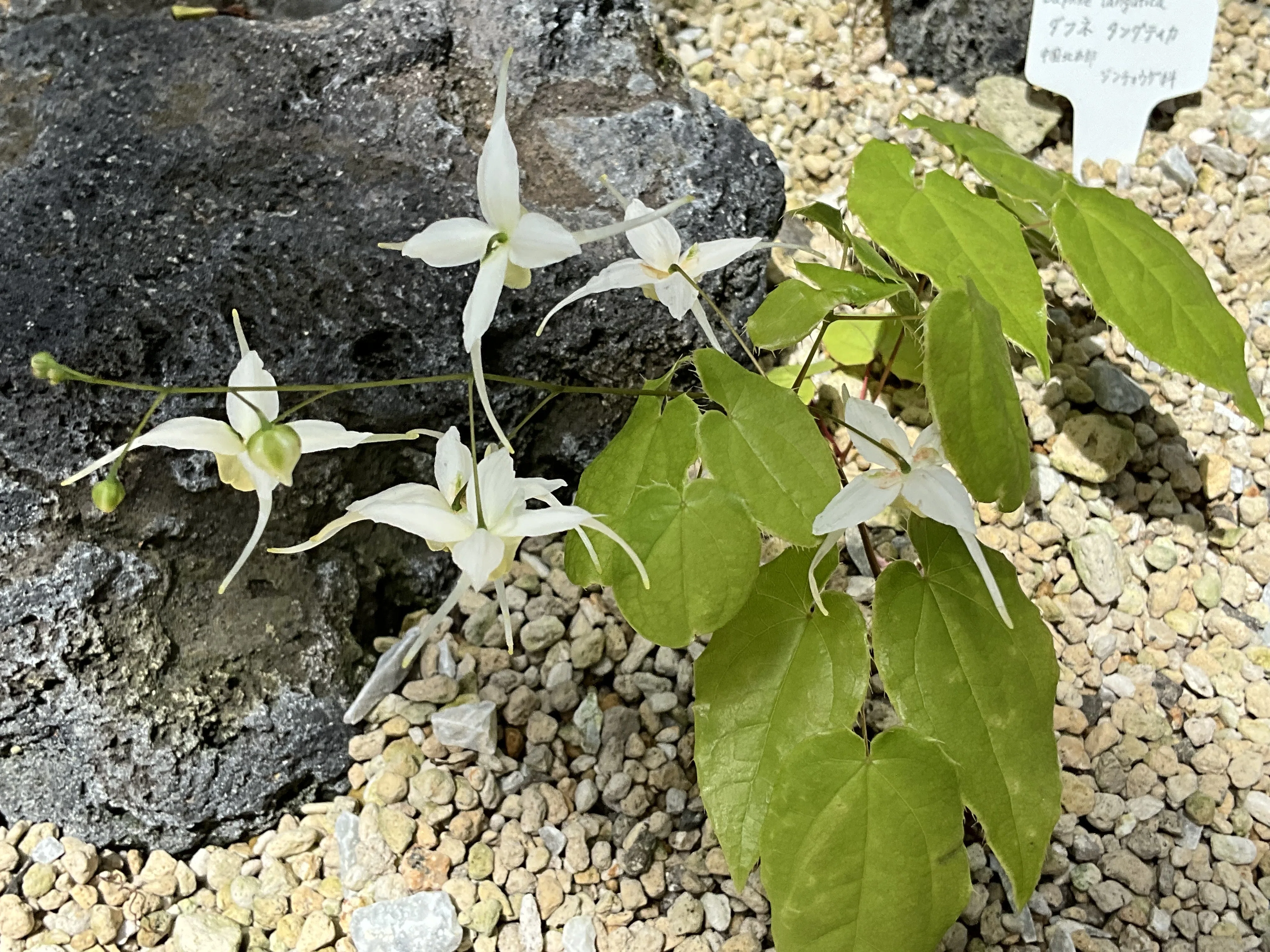 エピメディウム・ラティセパルム（京都府立植物園）：2026年4月15日