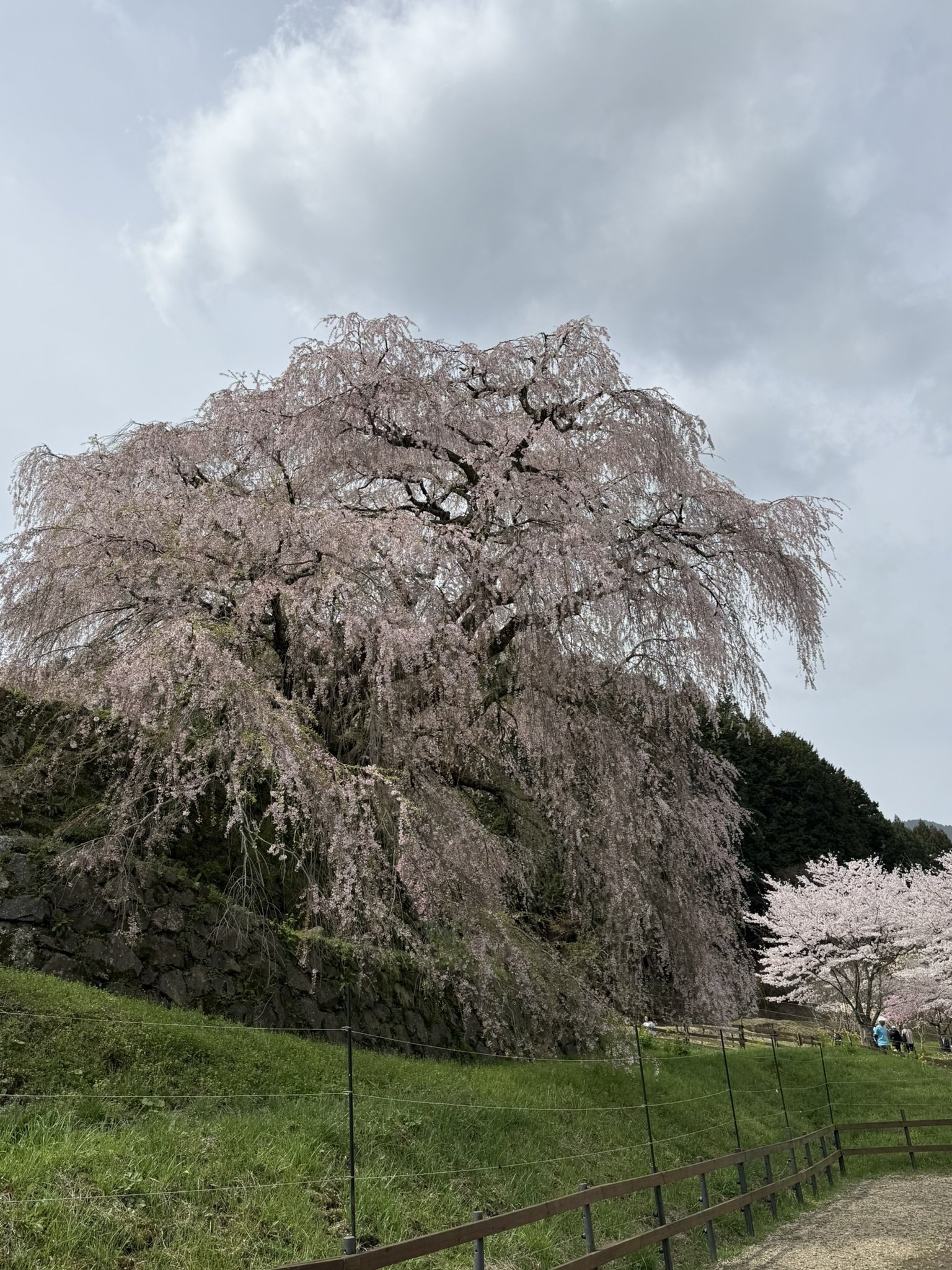 681 300年の時を見守る又兵衛桜へ──奈良・宇陀に咲く一本桜の風格