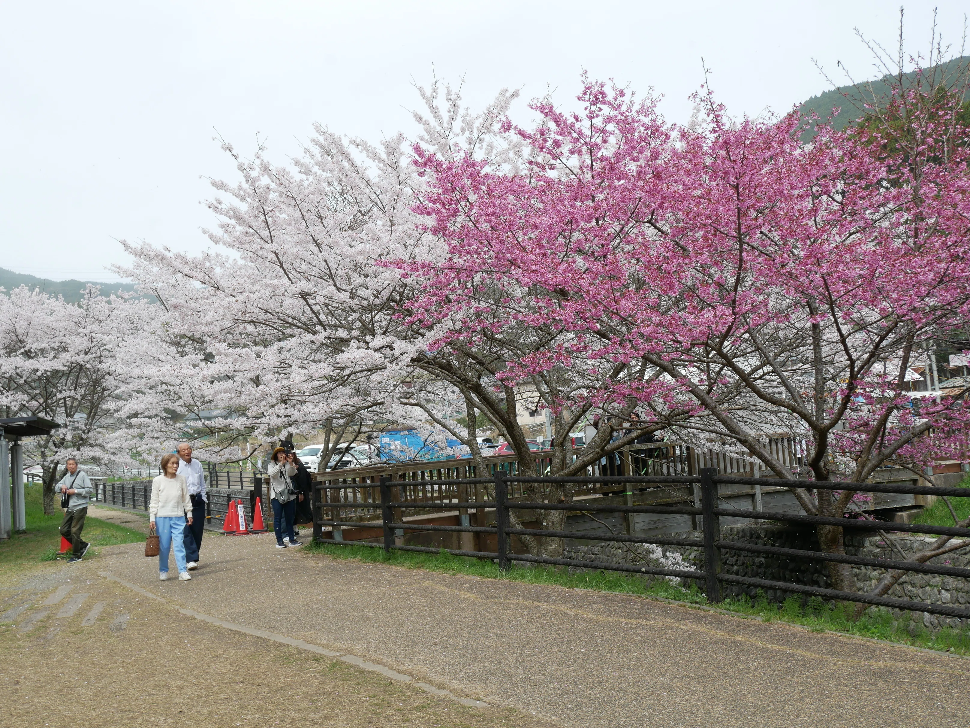 681 300年の時を見守る又兵衛桜へ──奈良・宇陀に咲く一本桜の風格