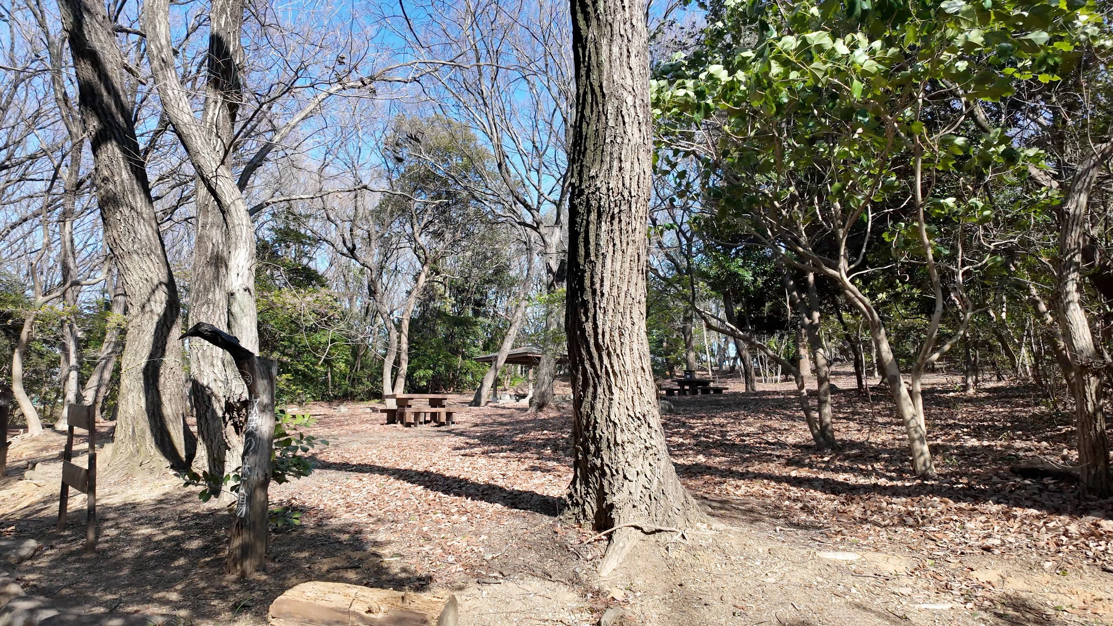 川の流れる柳の町　F6 W41センチ×H32センチ 二ツ池公園】河津桜と滝と浮き桟橋 — 思っていた以上だった大府市の