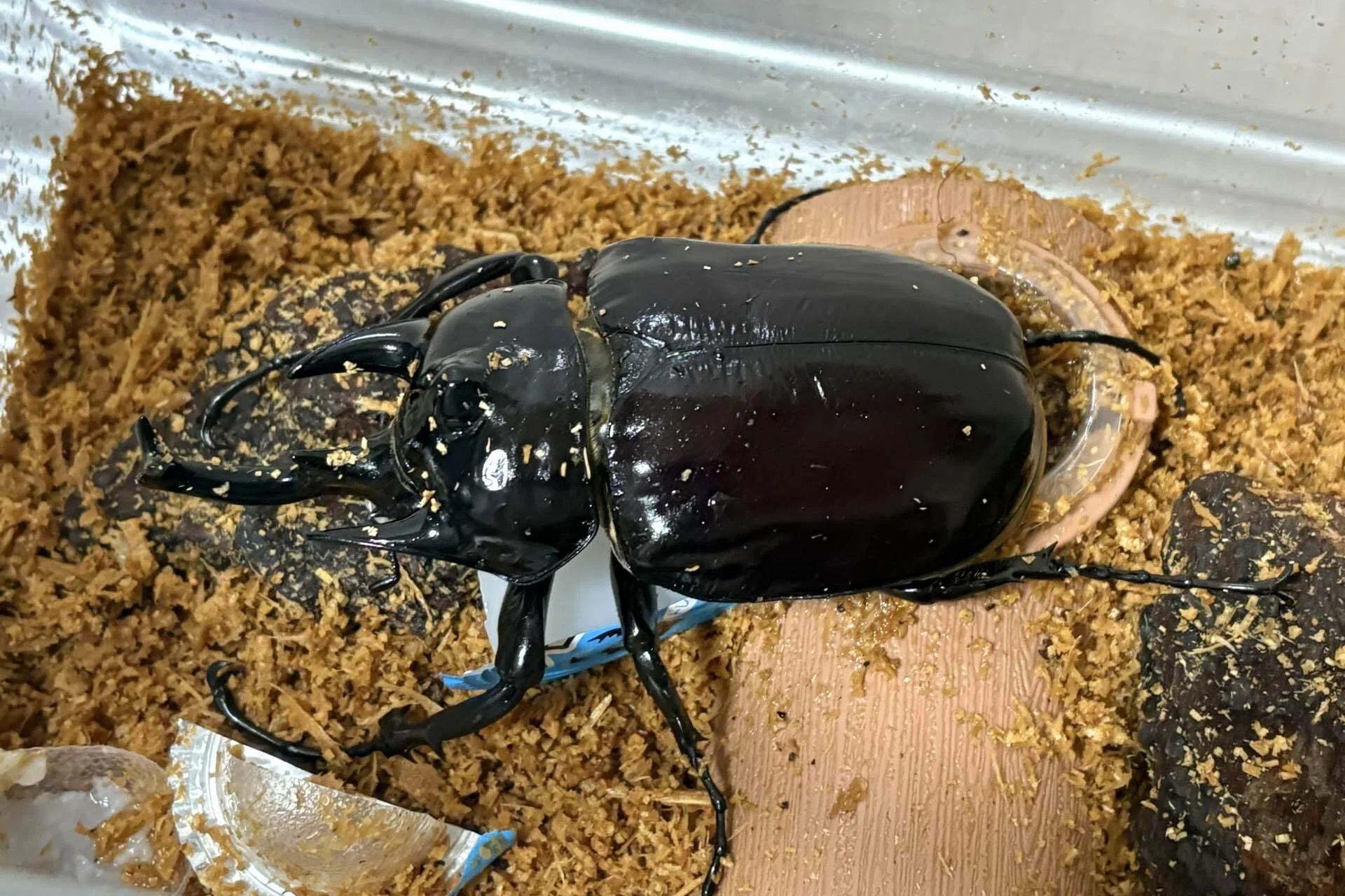 ムシキングふたたび｜やま