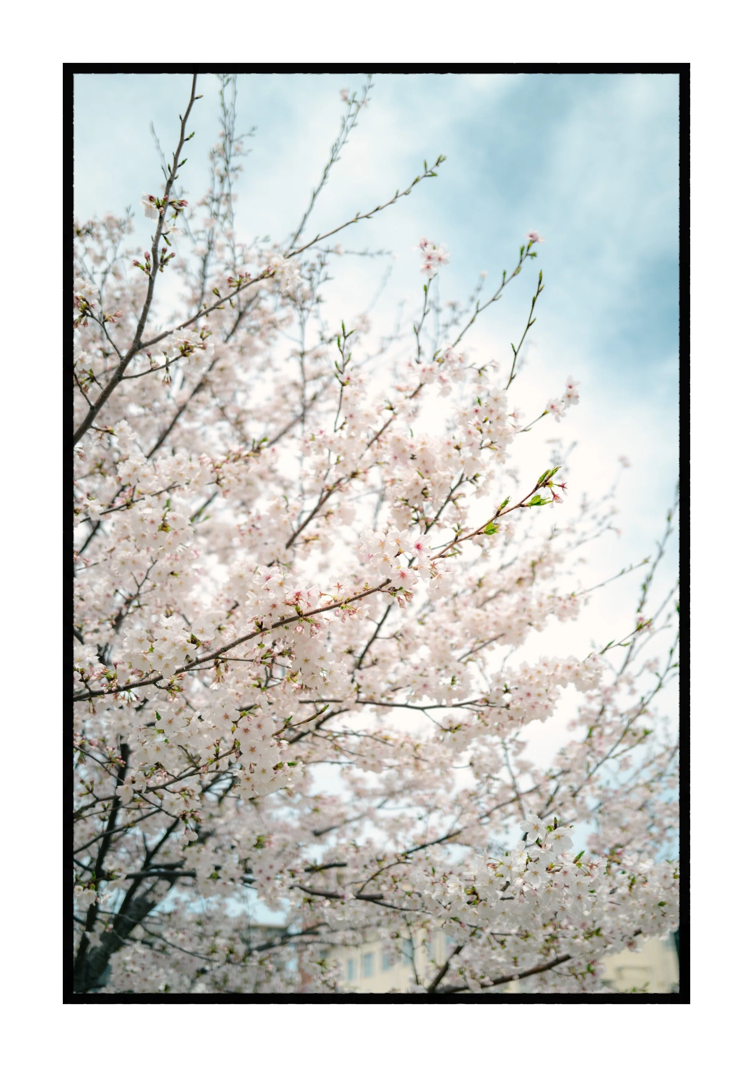 最近Leica Q2で撮った写真｜R.U.I(ルイ)＠ルイログ