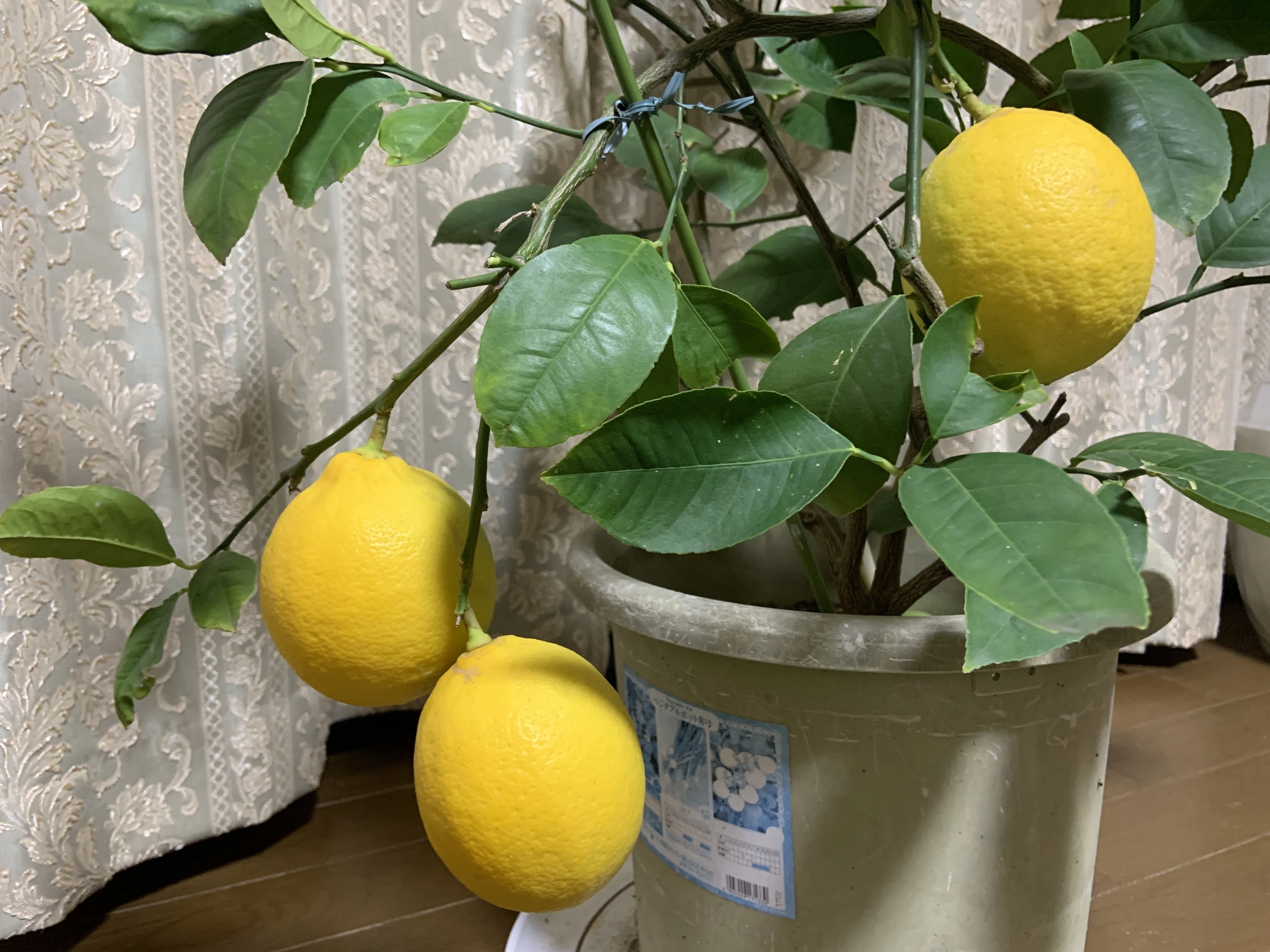 レモンを鉢植えで育てて楽しむ｜Yukitaka | 旅行と家庭菜園