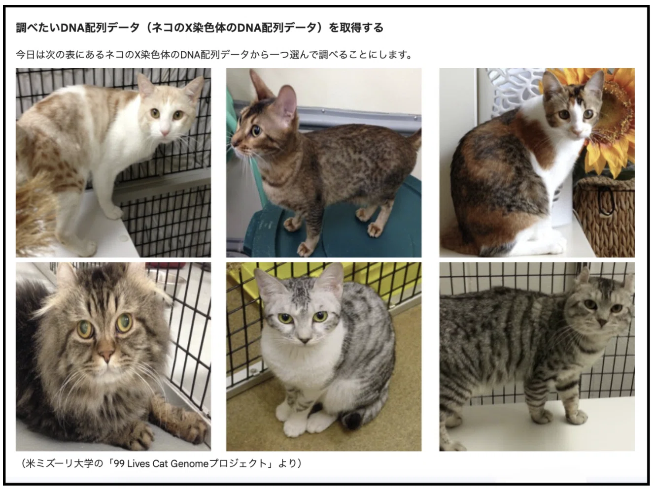 特別講座レポート】小学生と挑む、三毛猫の毛色解析―鈴木彦有と学ぶin