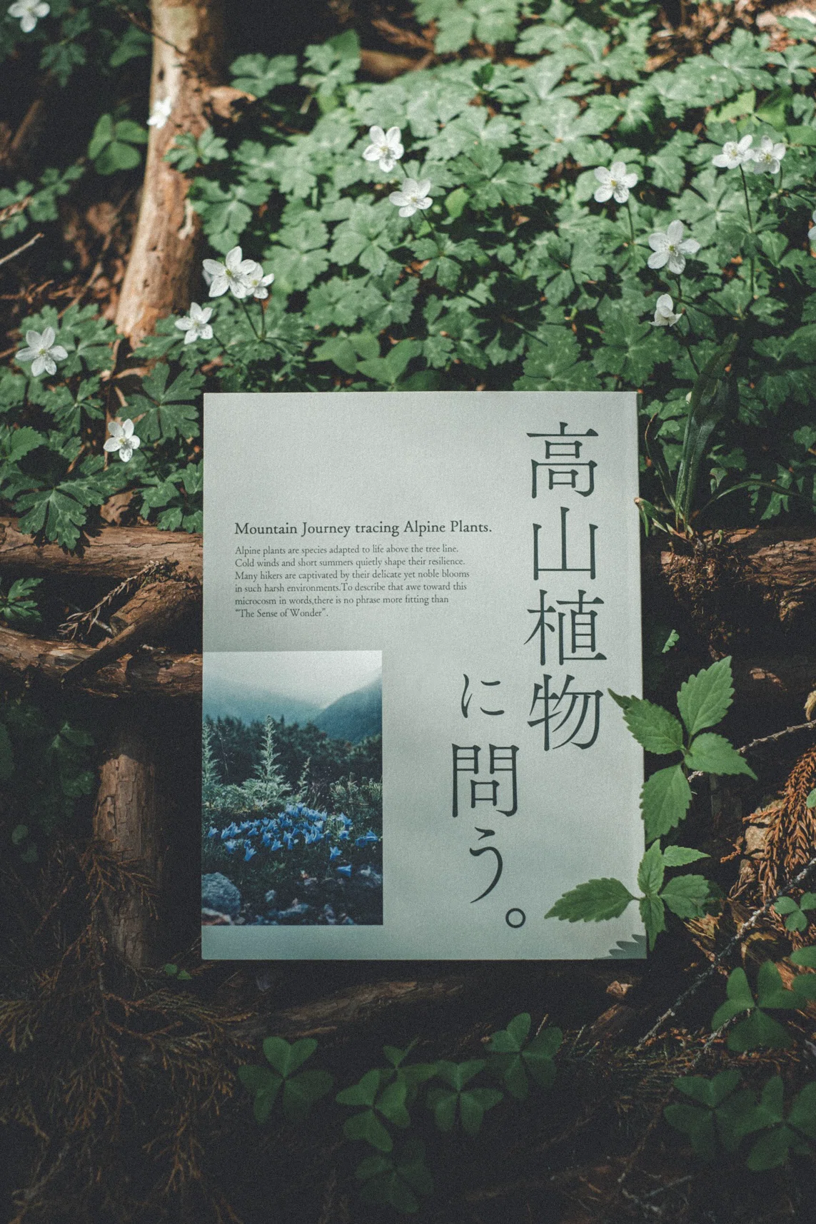 ZINE制作ノート】高山植物の美しさの理由と、この本を作った背景