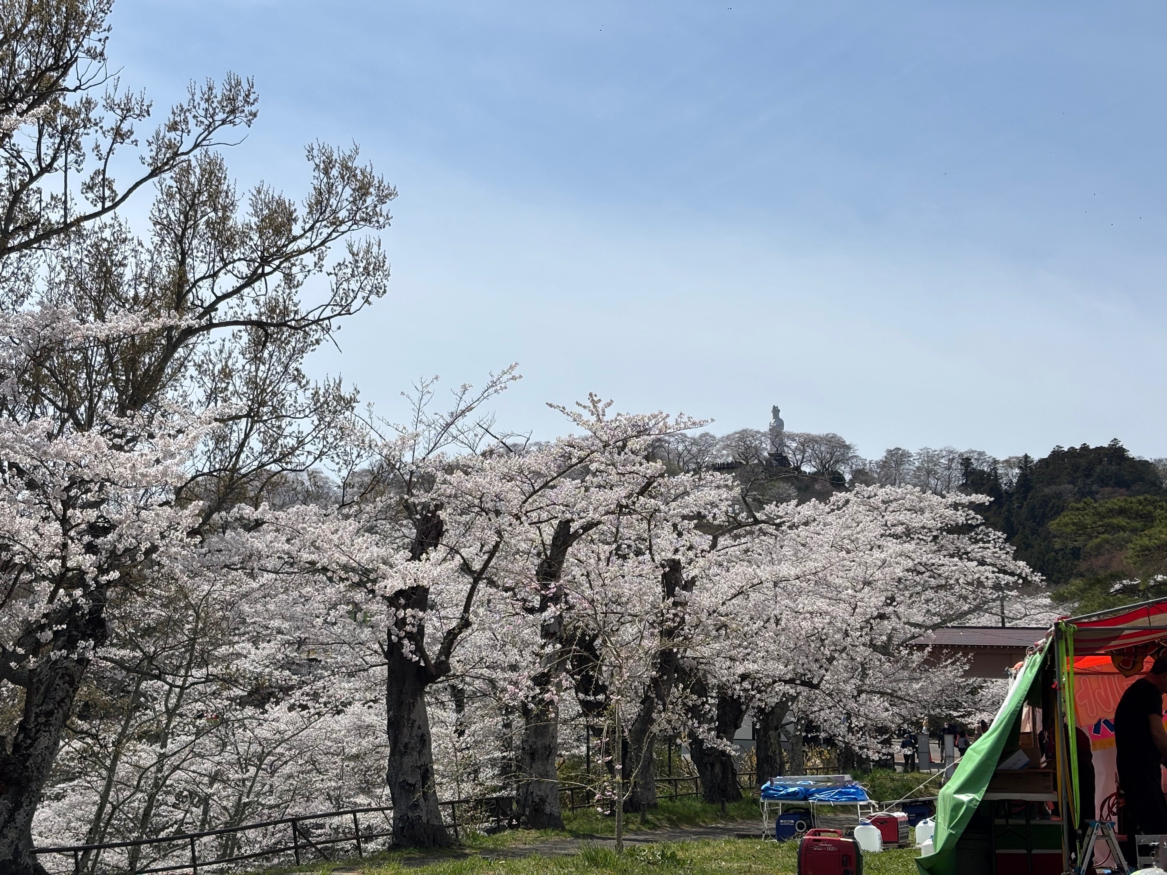 2026年4月9日（木） 夕方 宮城県柴田町船岡城址公園で桜🌸を愛でる｜旅