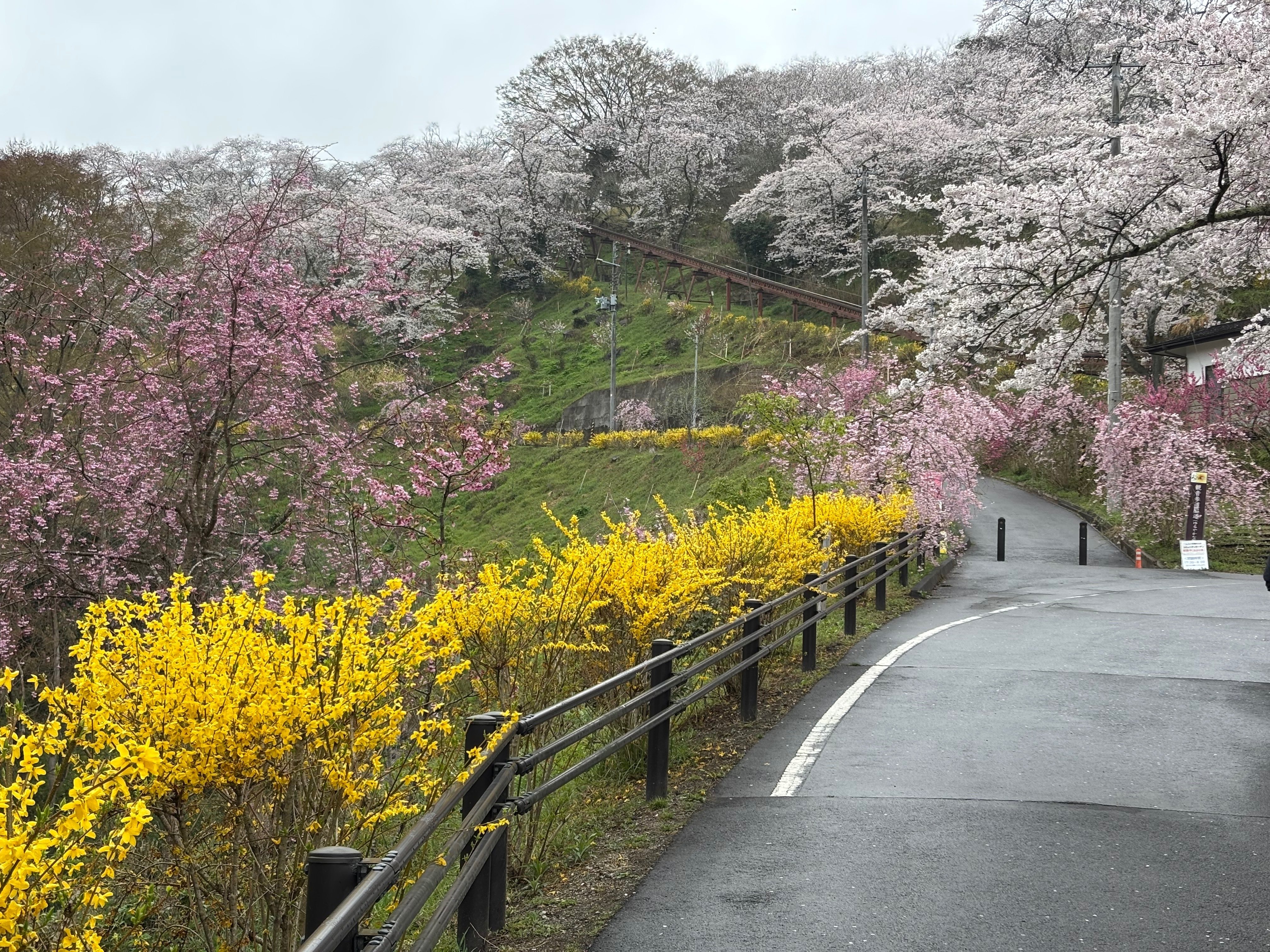 2026年4月9日（木） 夕方 宮城県柴田町船岡城址公園で桜🌸を愛でる｜旅