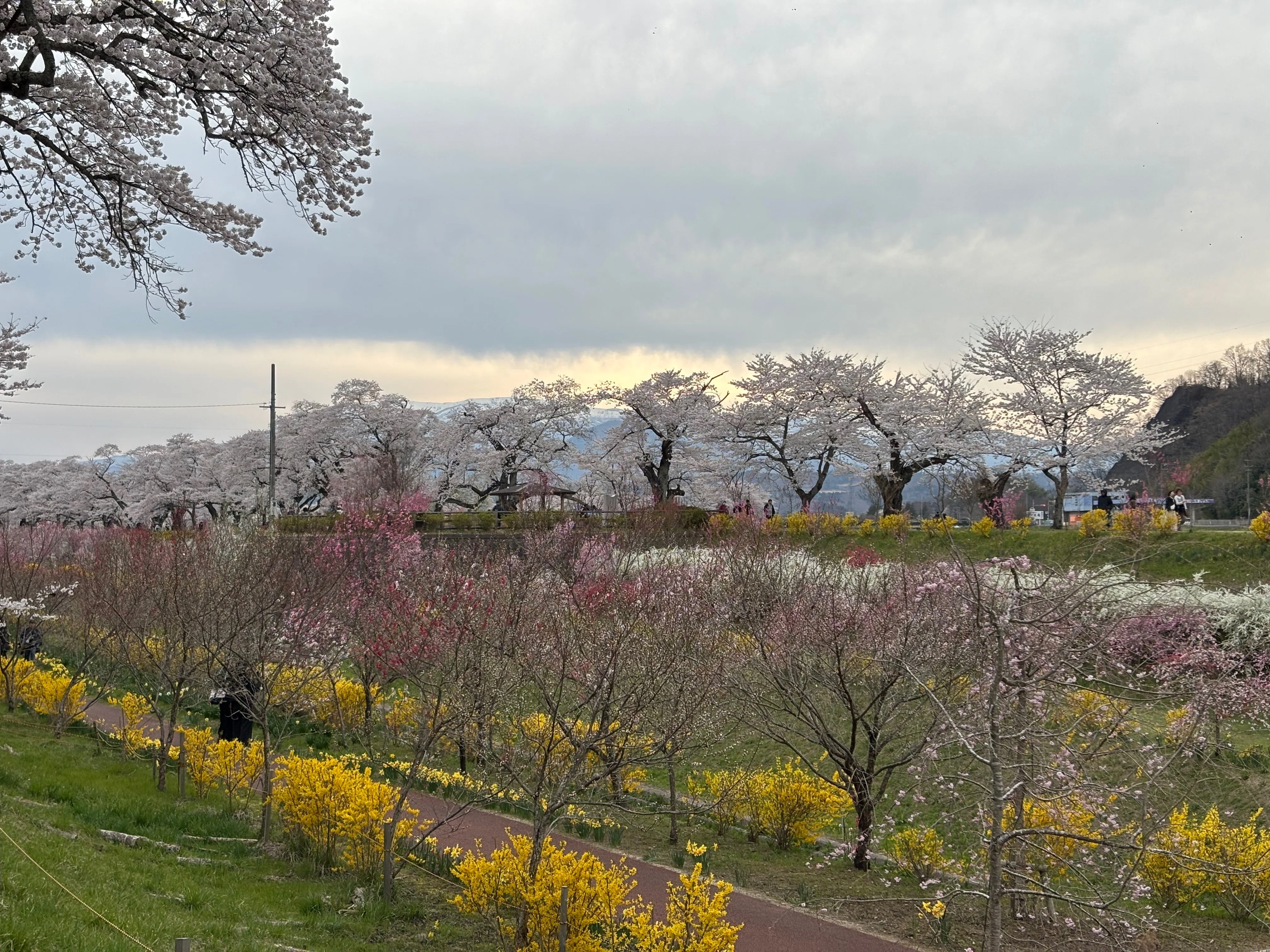 2026年4月9日（木） 夕方 宮城県柴田町船岡城址公園で桜🌸を愛でる｜旅