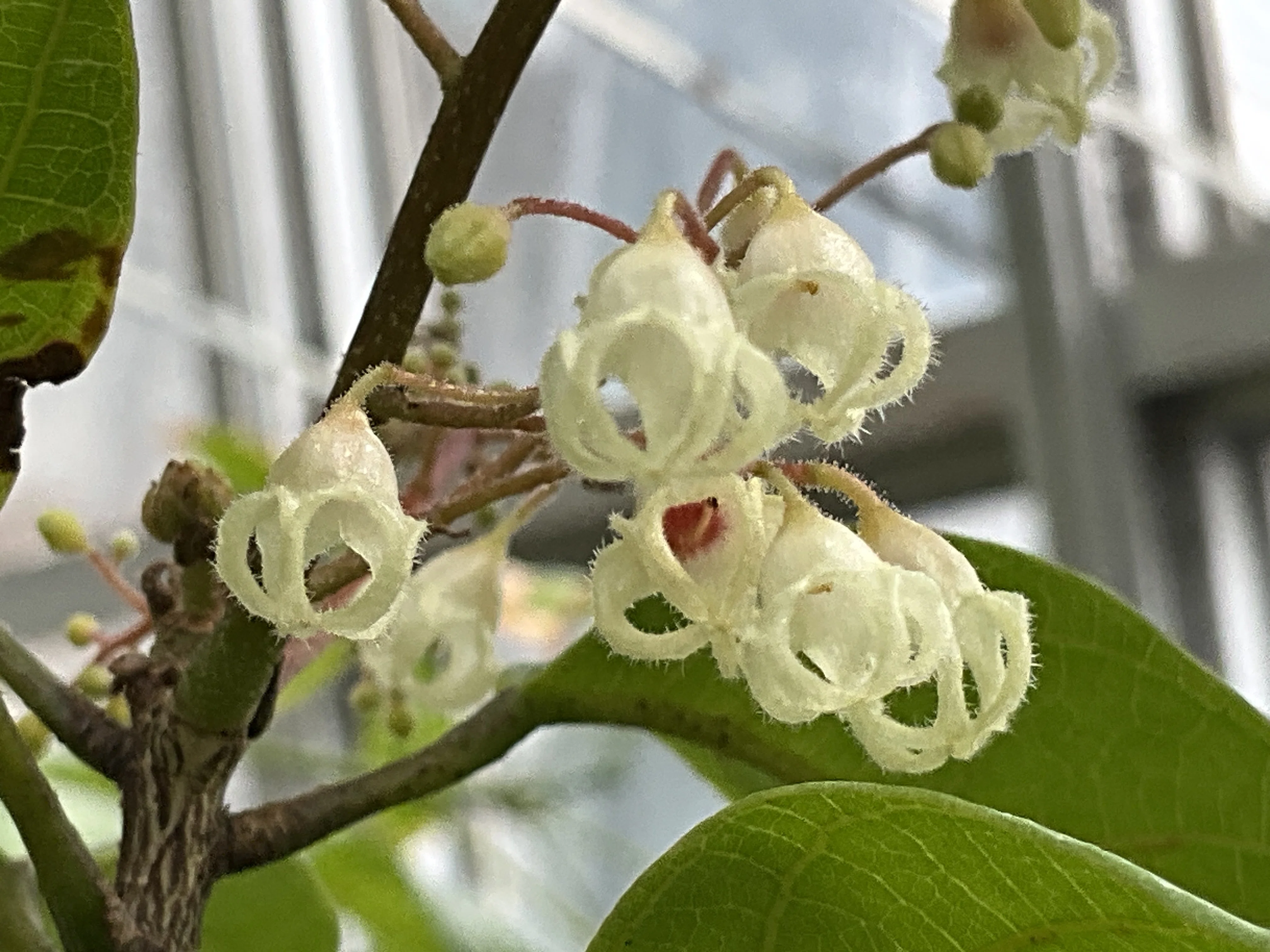 ピンポンノキ　取り木　実付 ピンポンノキ（京都府立植物園）：2026年4月7日（火）｜藤井秀昭