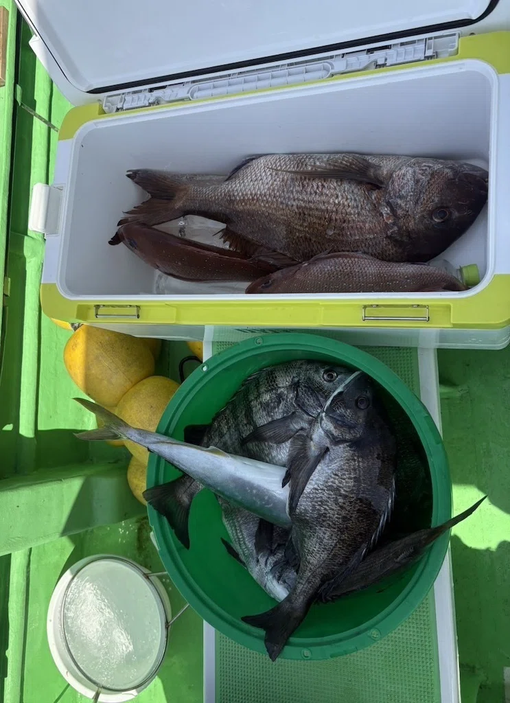 マダイ】最大5.5kg、さらに3kg級ヒット！8kgブリも食いついた！！黒鯛