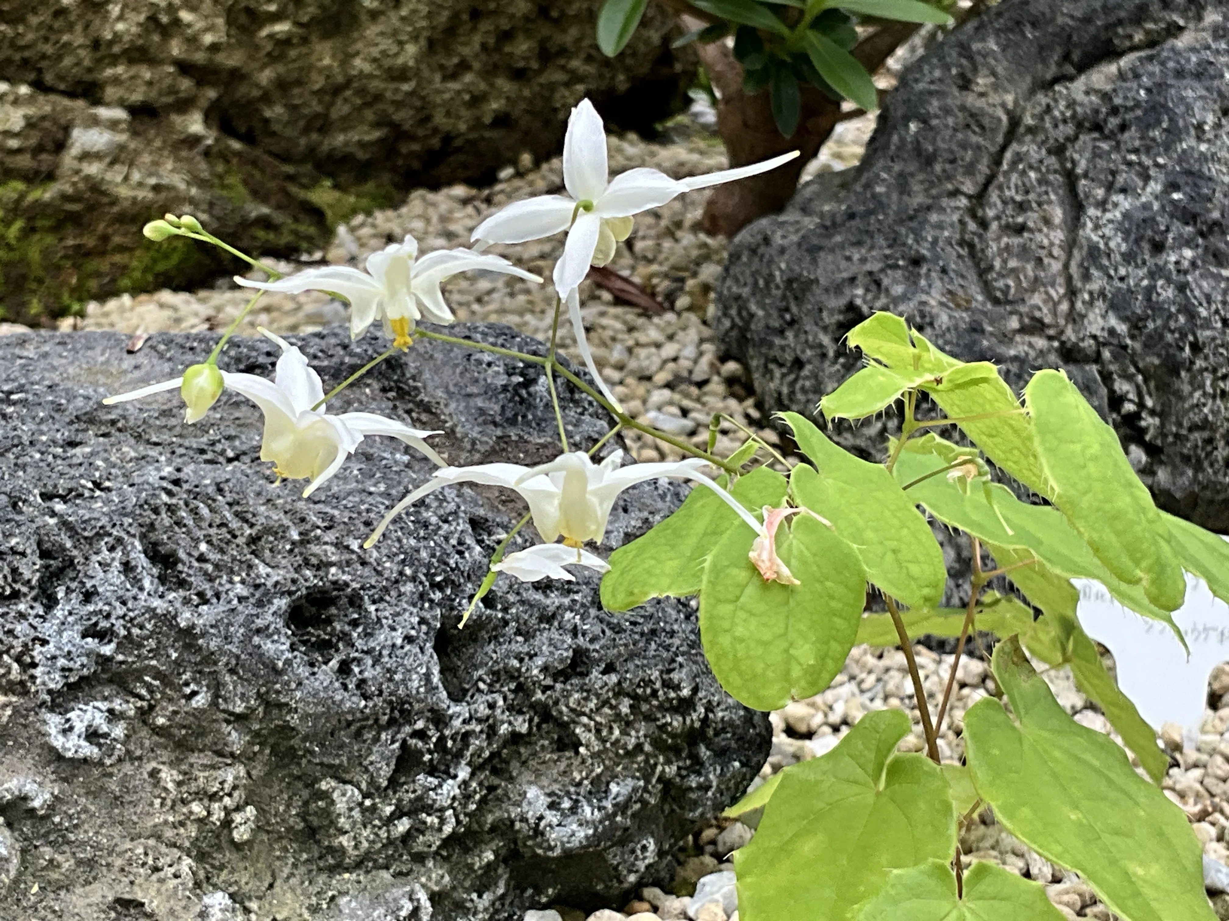 エピメディウム・ラティセパルム（京都府立植物園）：2026年4月15日