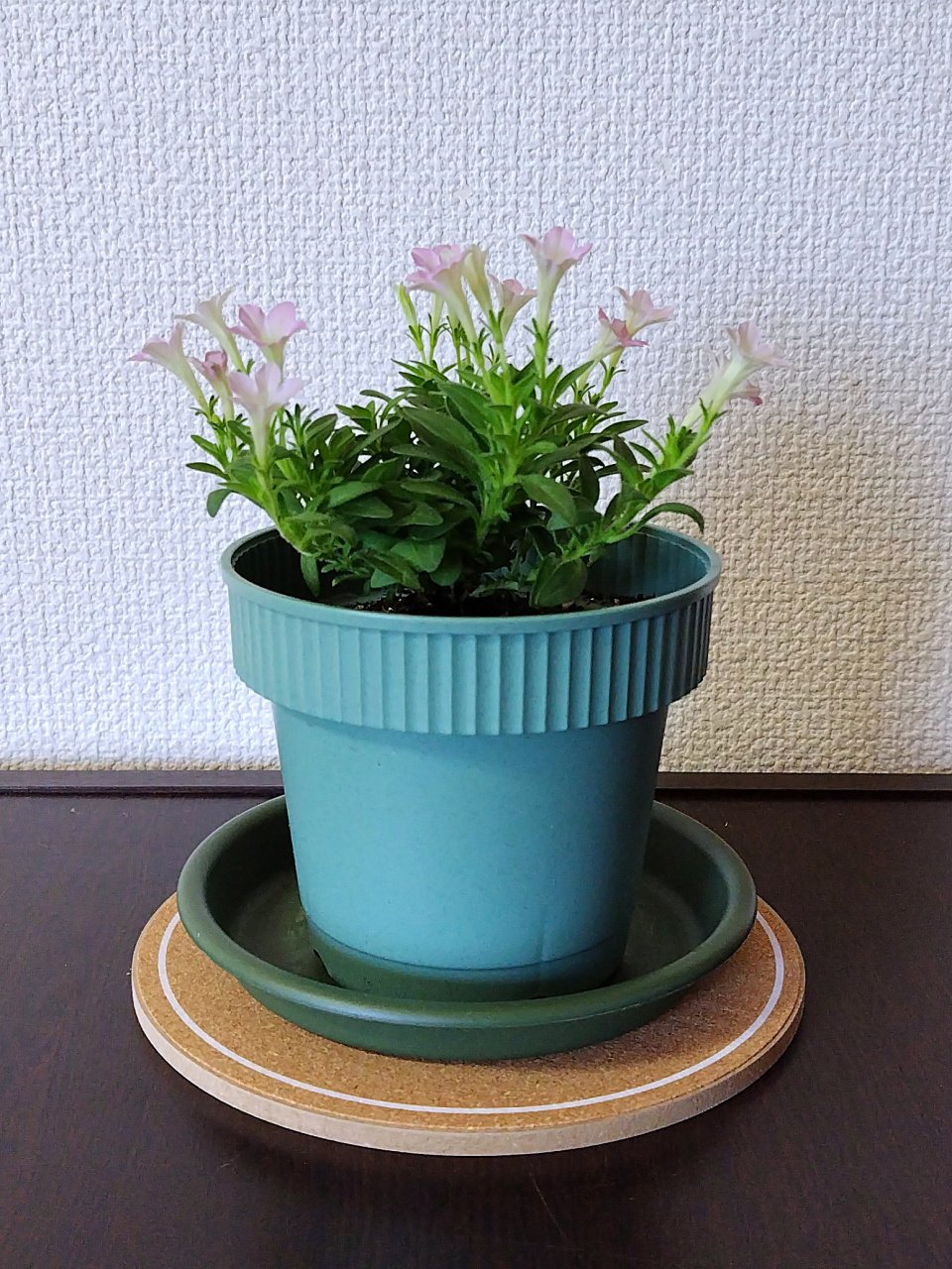 ペチュニア「りん」の植え替え 〜初夏を思わせる日に〜｜九條正博｜歴史学