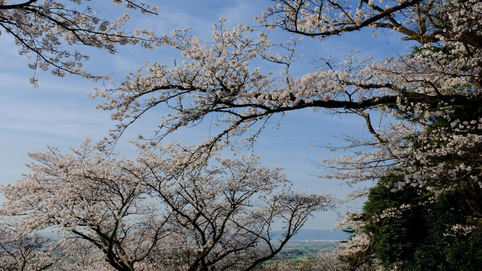 九州の春 2026｜shinya photo