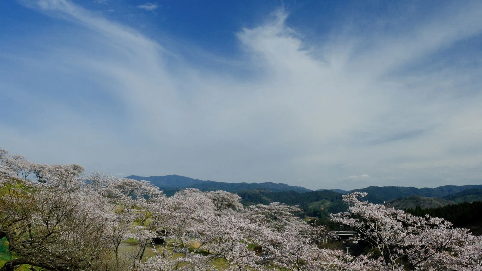 九州の春 2026｜shinya photo