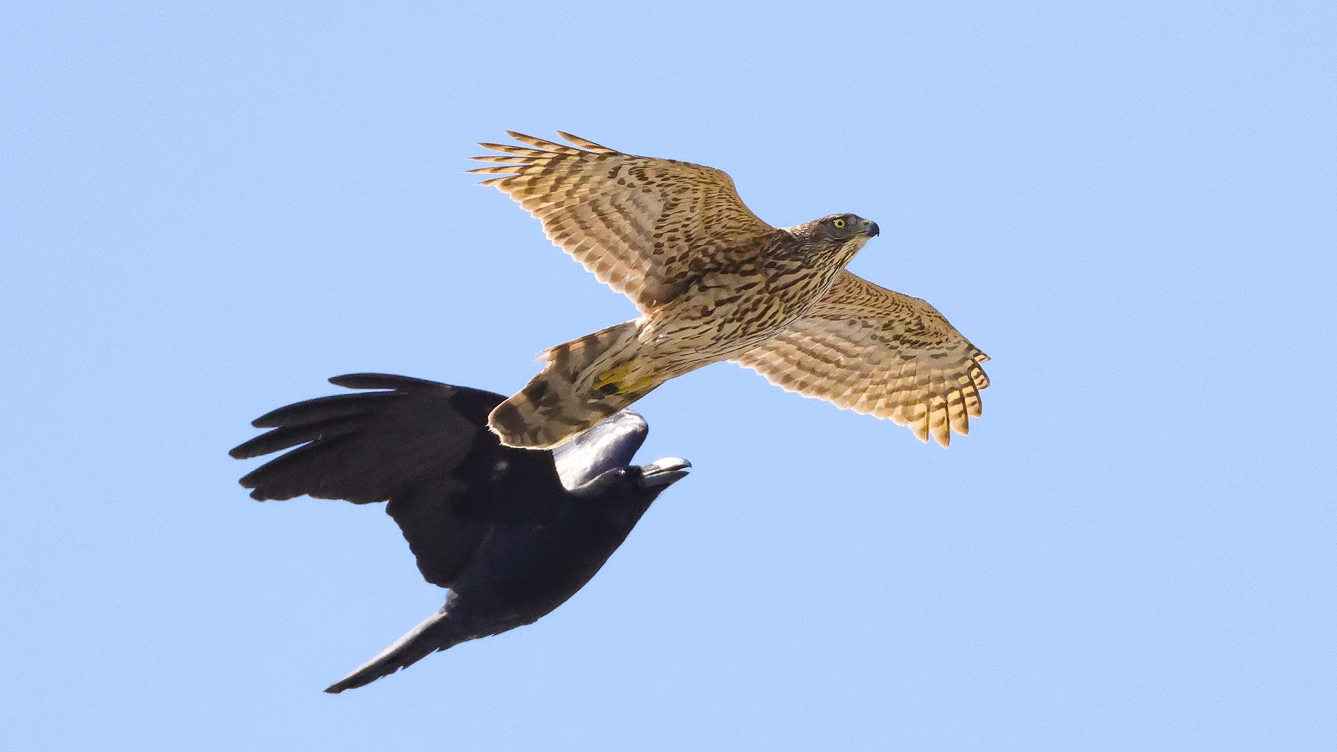 オオタカ若鳥 VS ハシブトガラス｜神戸の野鳥クラブ@きたの みつよし