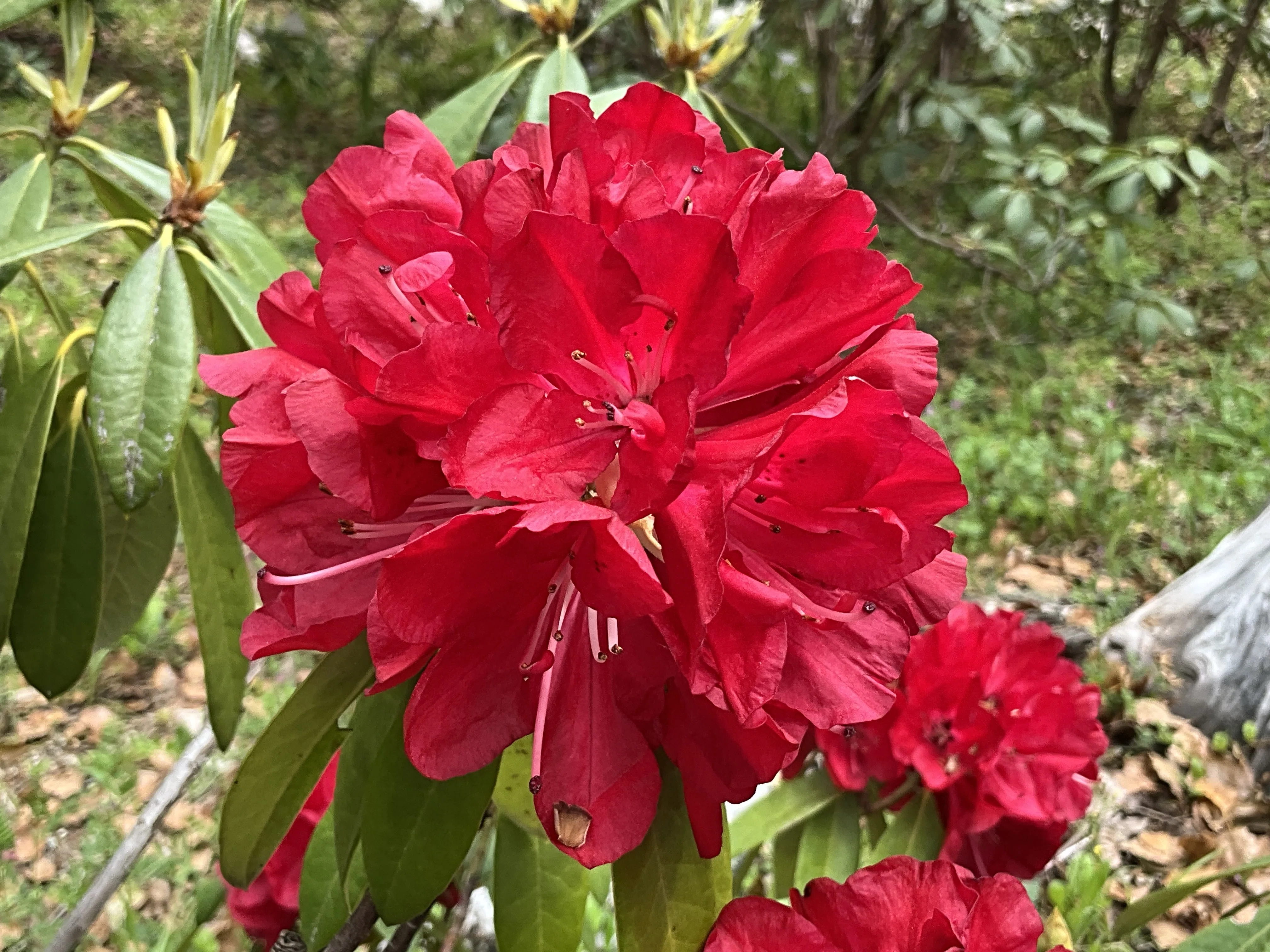 ネリアーブ・レッド（京都府立植物園）：2026年4月9日（木）｜藤井秀昭