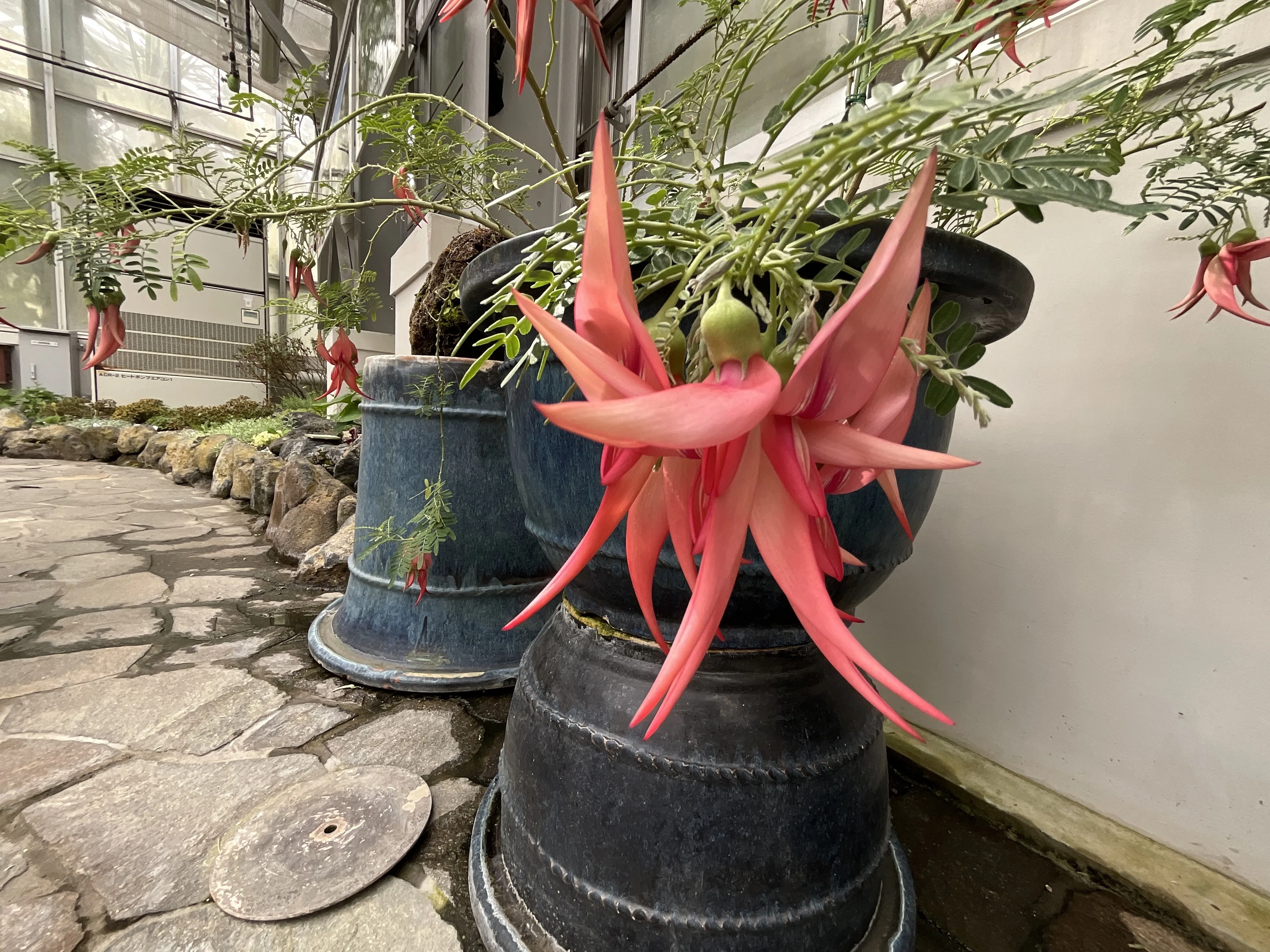 成田皺疣菊水　赤花 クリアンツス・プニケウス（京都府立植物園）：2026年4月20日（月