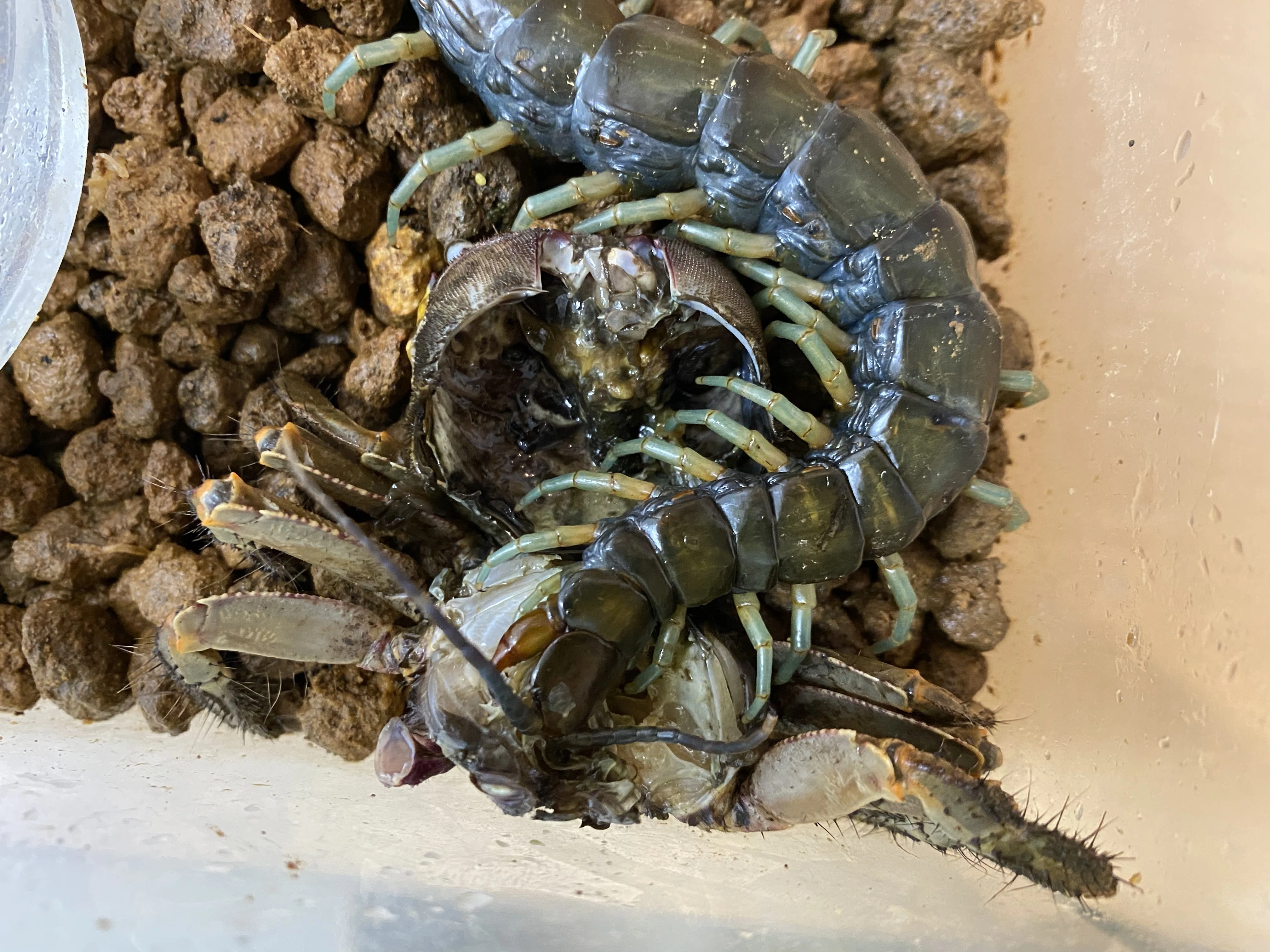日本最大のムカデを浸けたお酒とその味｜竜洋昆虫自然観察公園