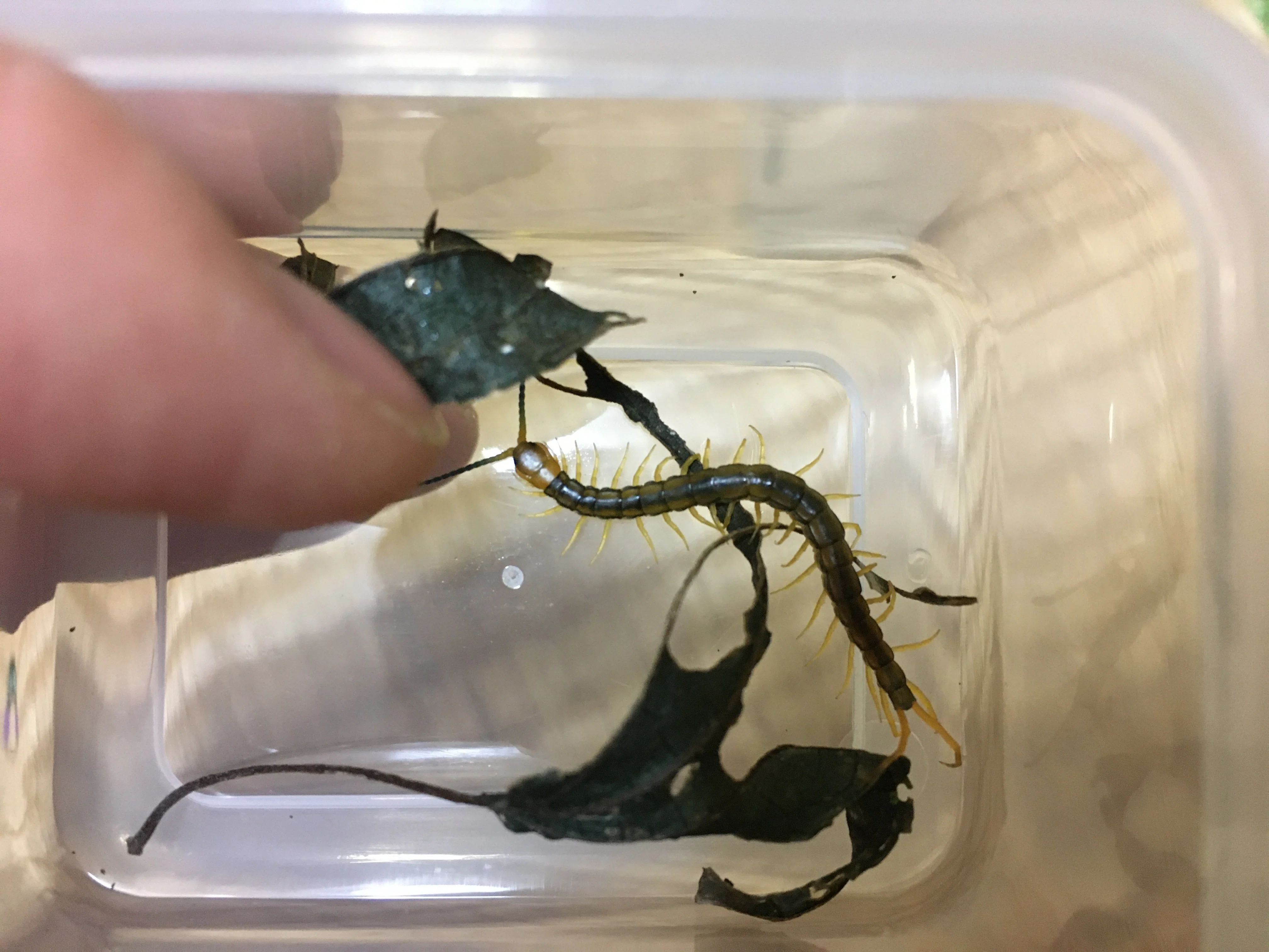 日本最大のムカデを浸けたお酒とその味｜竜洋昆虫自然観察公園