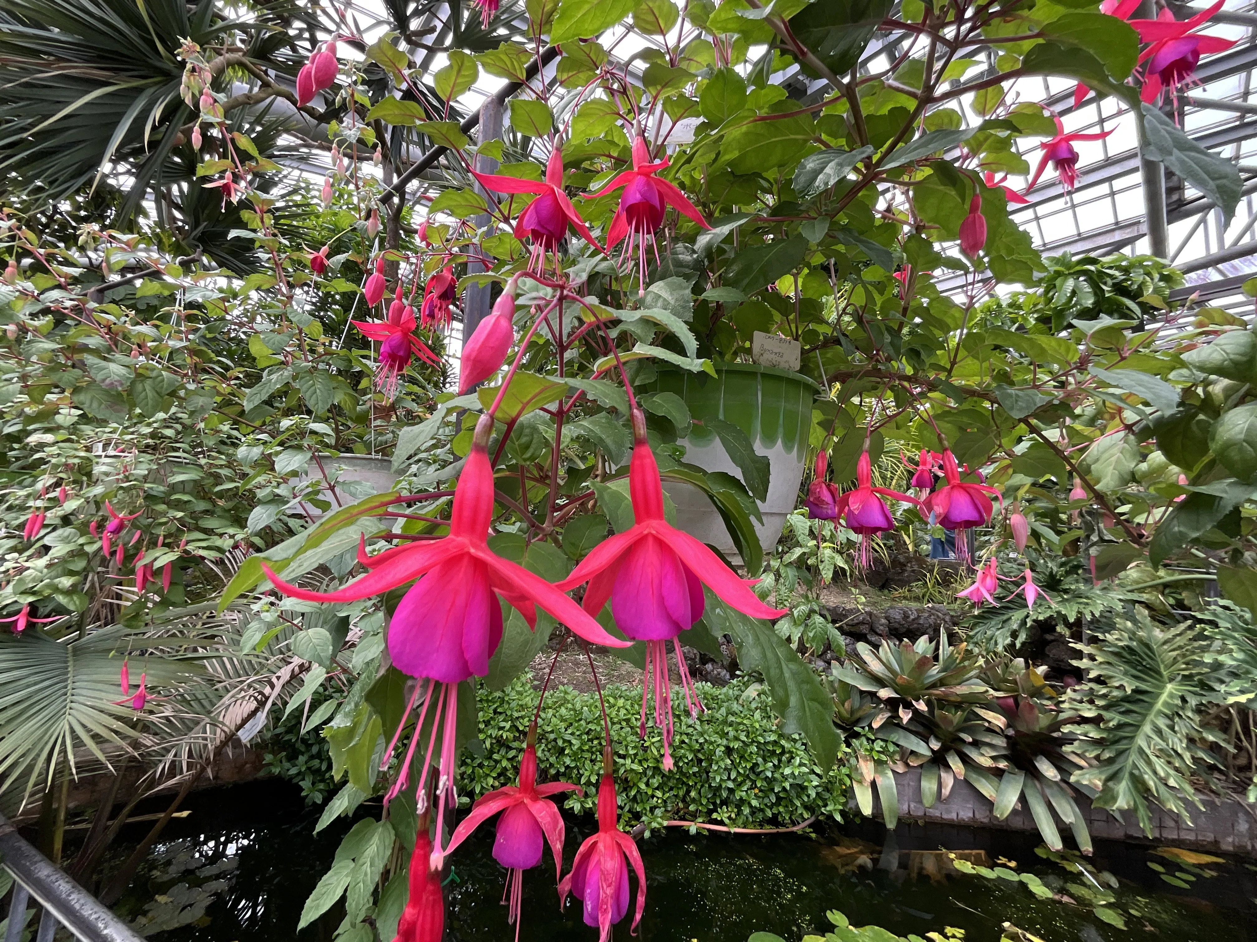フクシア 'ボナンザ'（京都府立植物園）：2026年4月15日（水）｜藤井