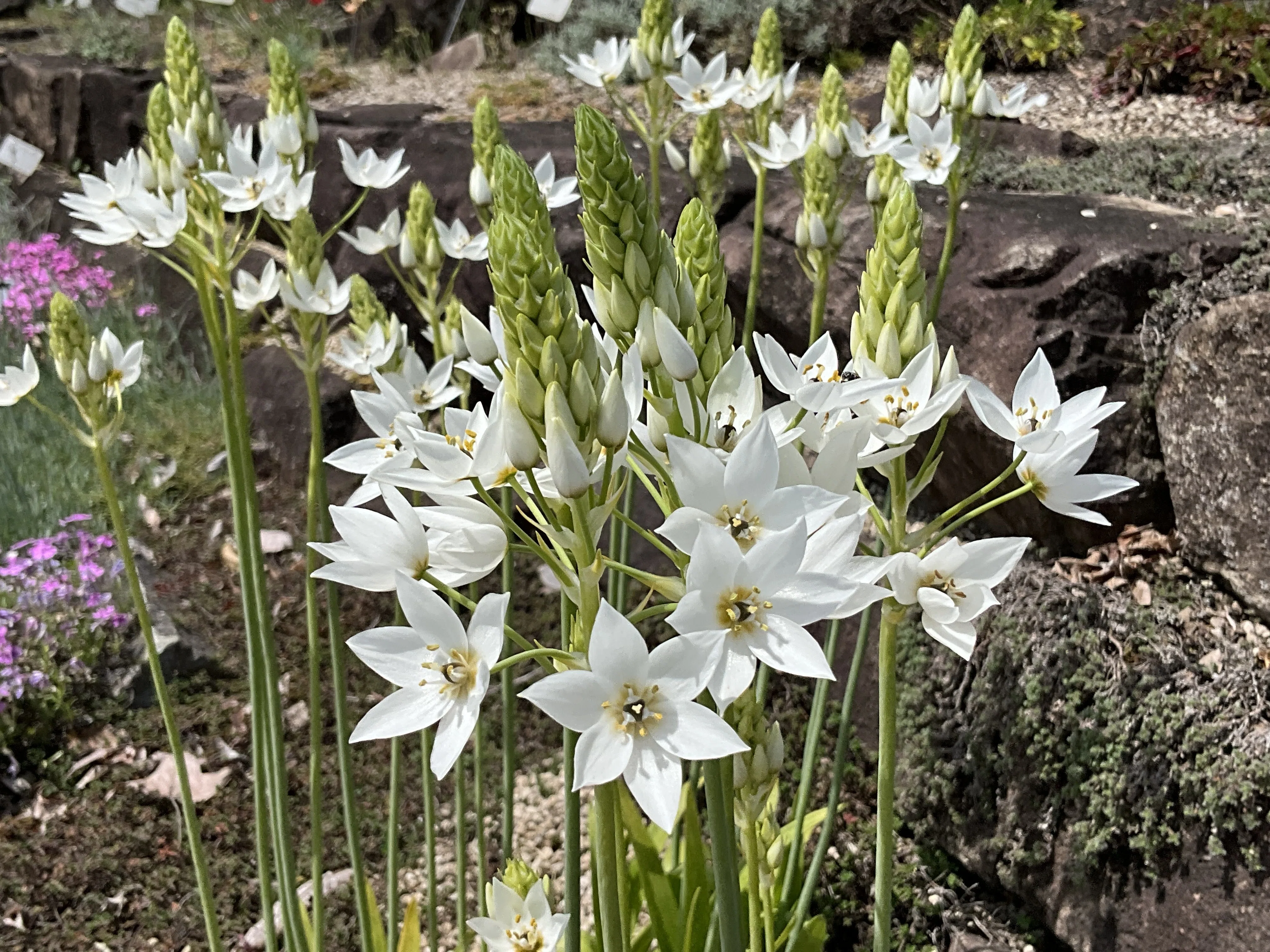 オーニソガラム・ティルソイデス（京都府立植物園）：2026年4月14日