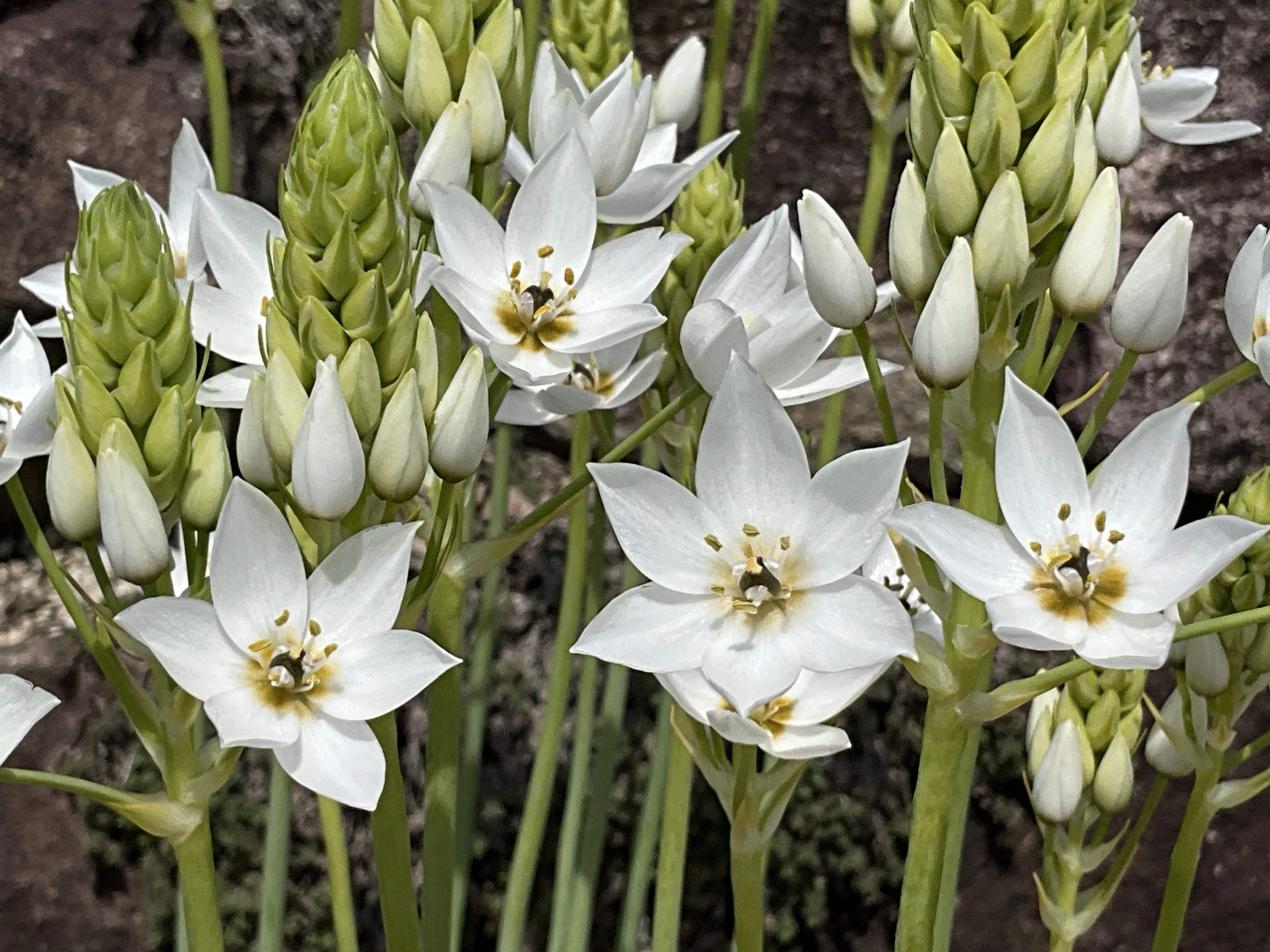 オーニソガラム・ティルソイデス（京都府立植物園）：2026年4月14日