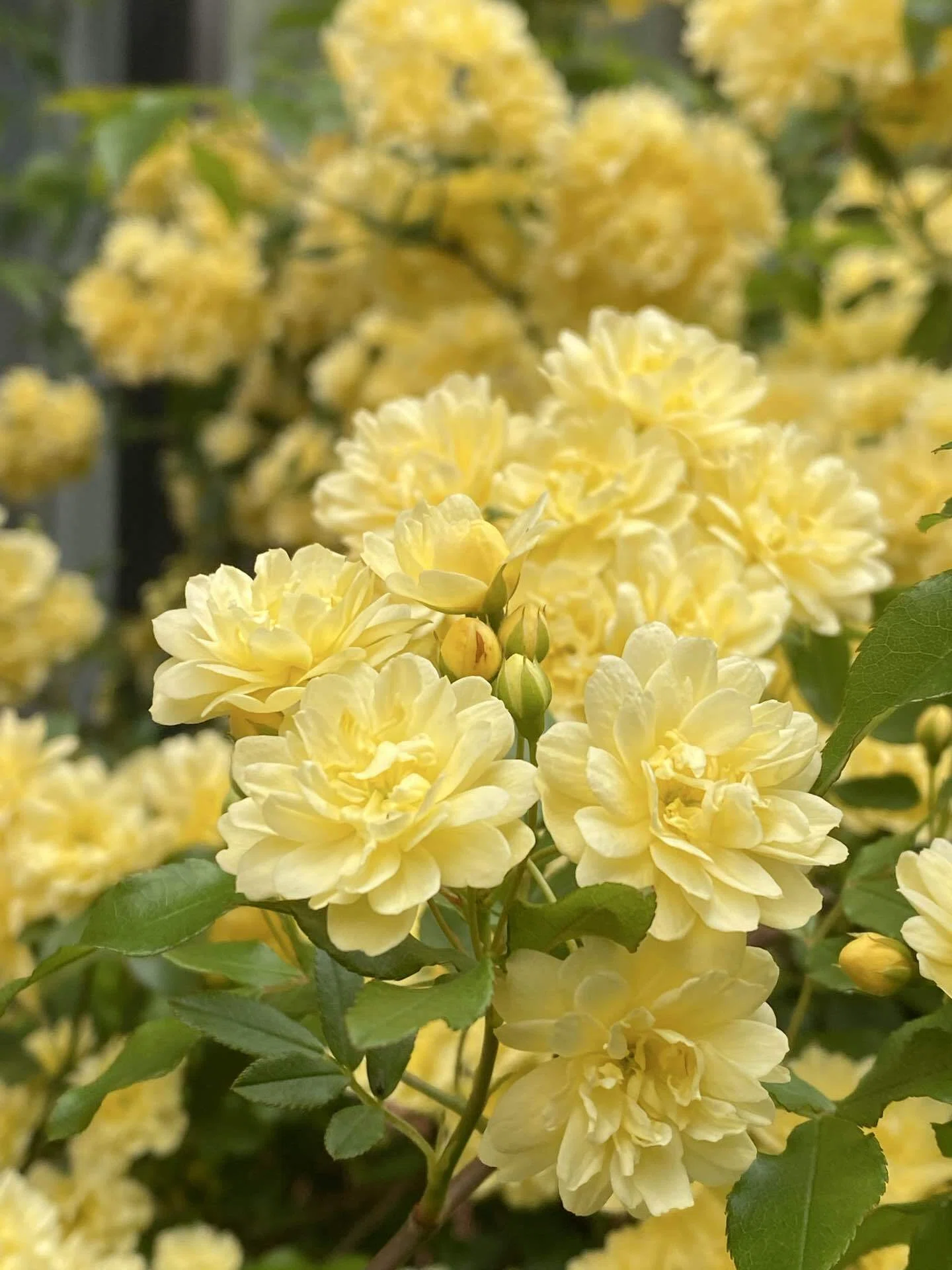モッコウバラ｜花＊花8787