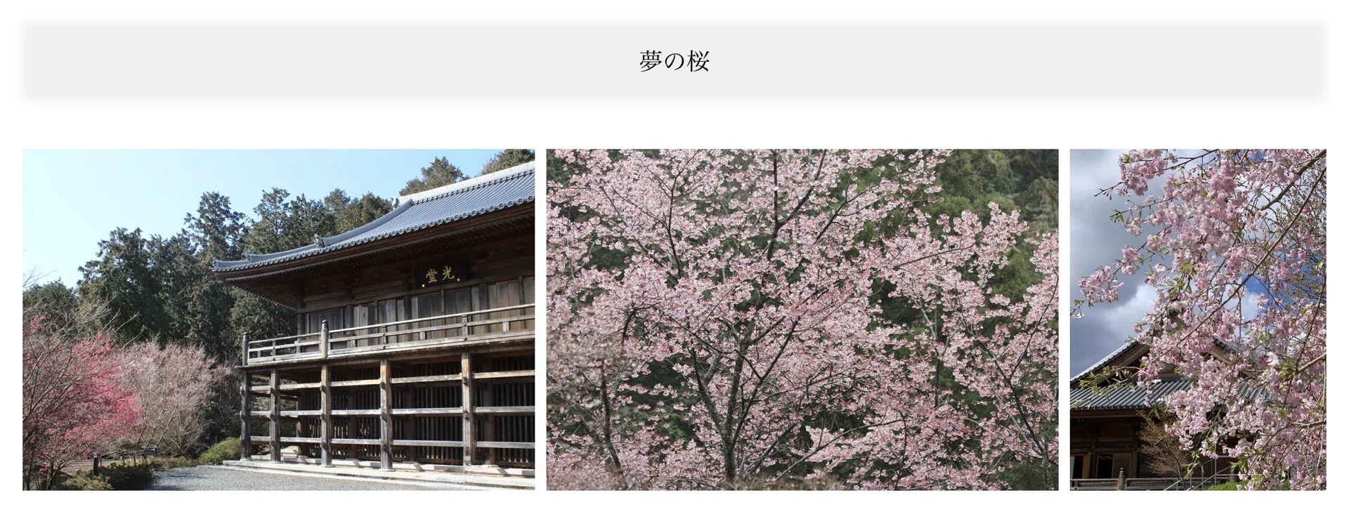 日曜説教で話された「夢の桜」のこと②ー「夢の桜」とは何か｜齊藤潤