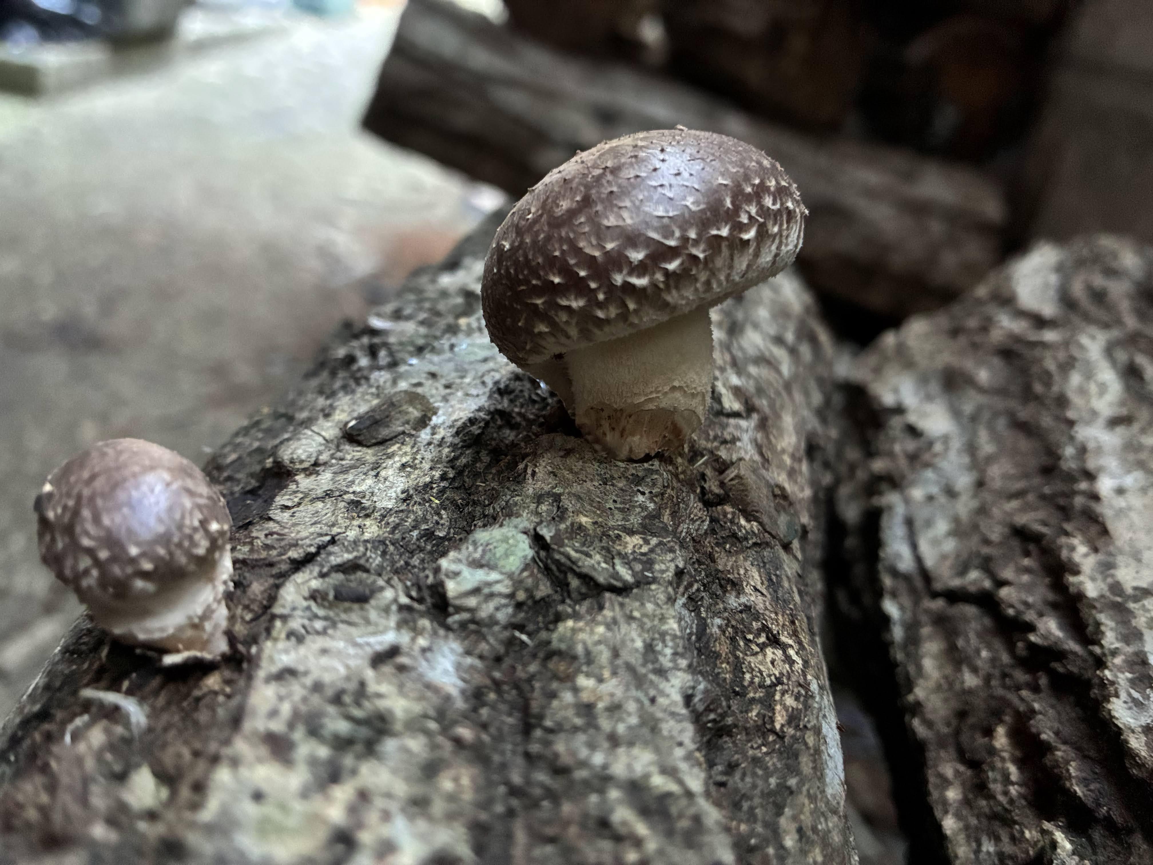 椎茸：クヌギの木から生まれる、里山の深い旨味｜千倉里山ファーム