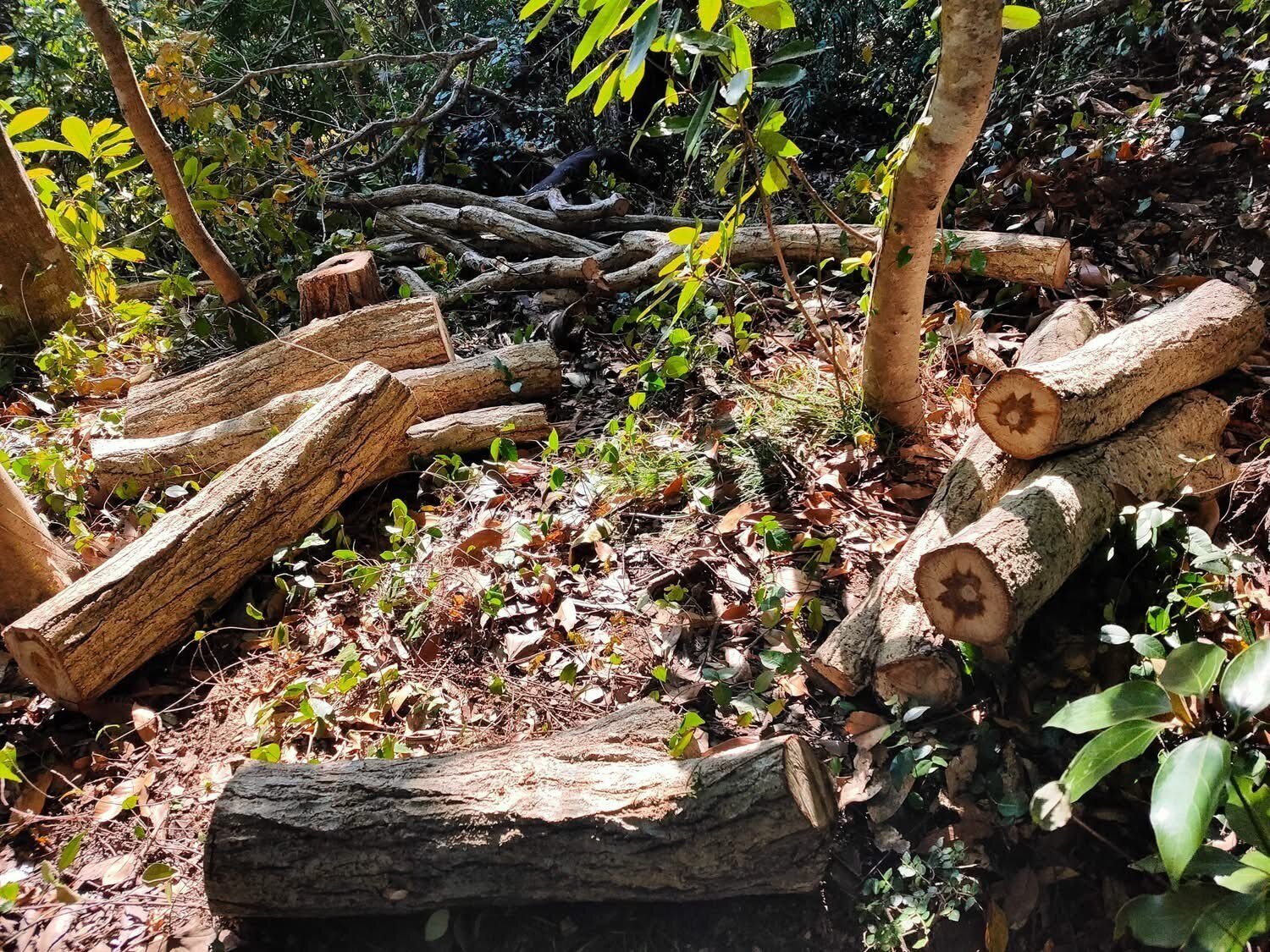 クヌギ　椎茸　1山で 原木椎茸栽培はじめます🍄‍🟫 1月にクヌギの木を山から切り出して 2