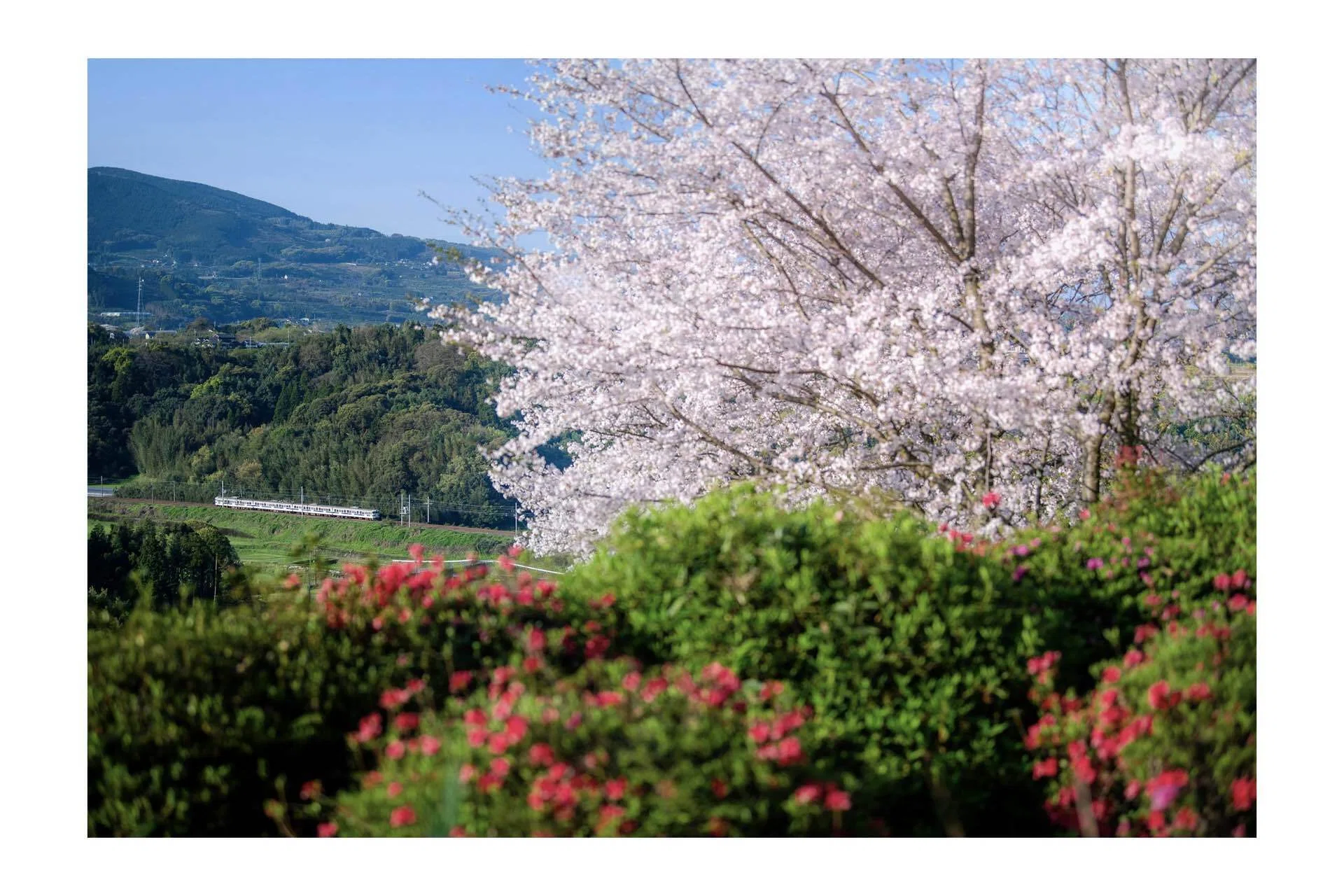 415系の日 2026 － 田原坂の桜｜青おび