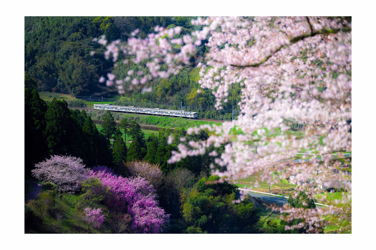 415系の日 2026 － 田原坂の桜｜青おび