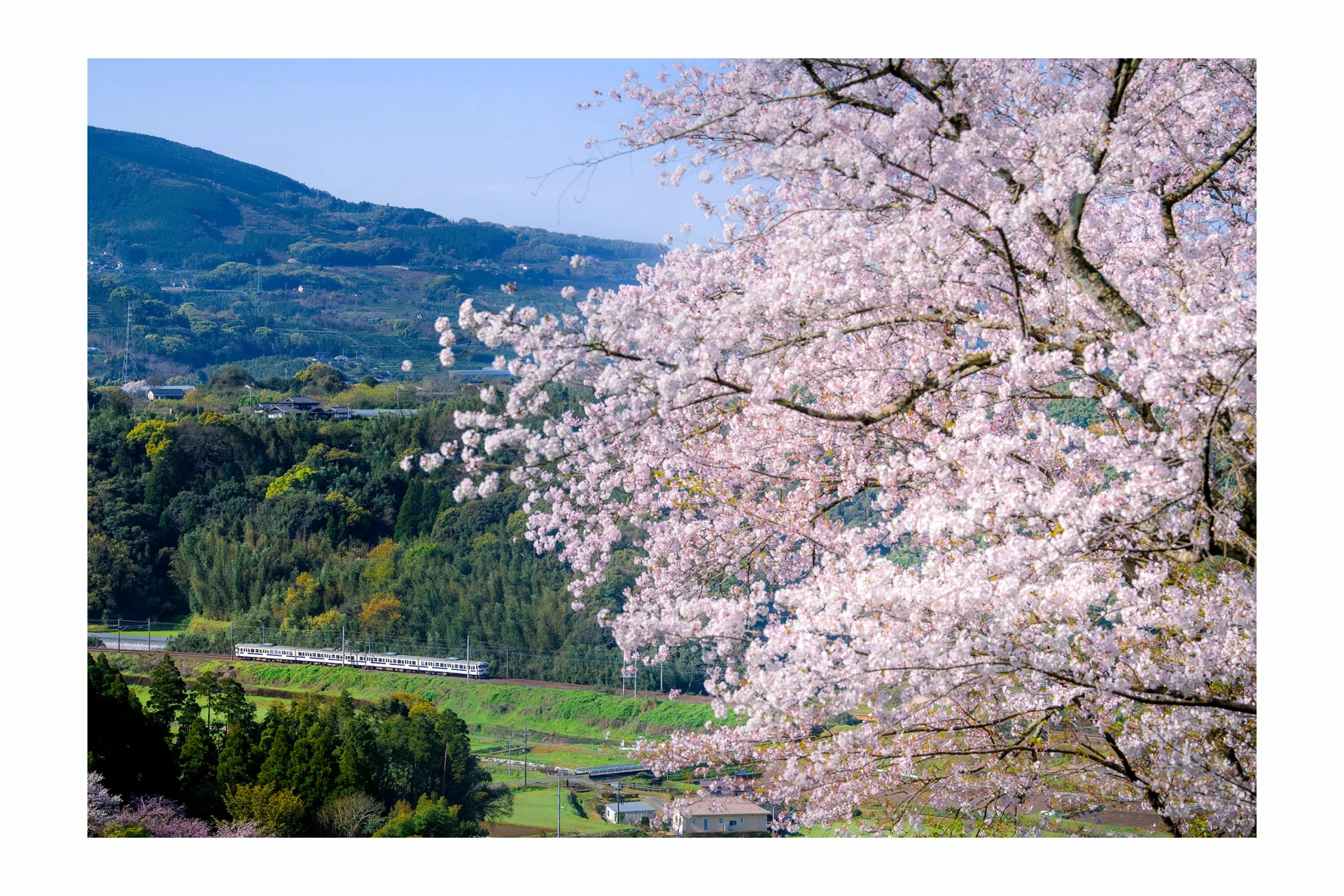 415系の日 2026 － 田原坂の桜｜青おび