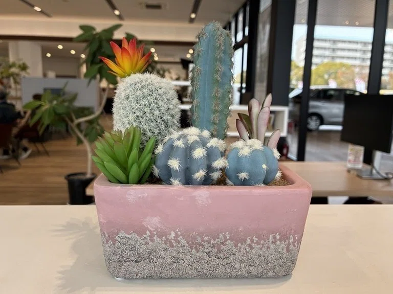 サボテン寄せ植えの楽しみ（※バーチャル）｜きのころ