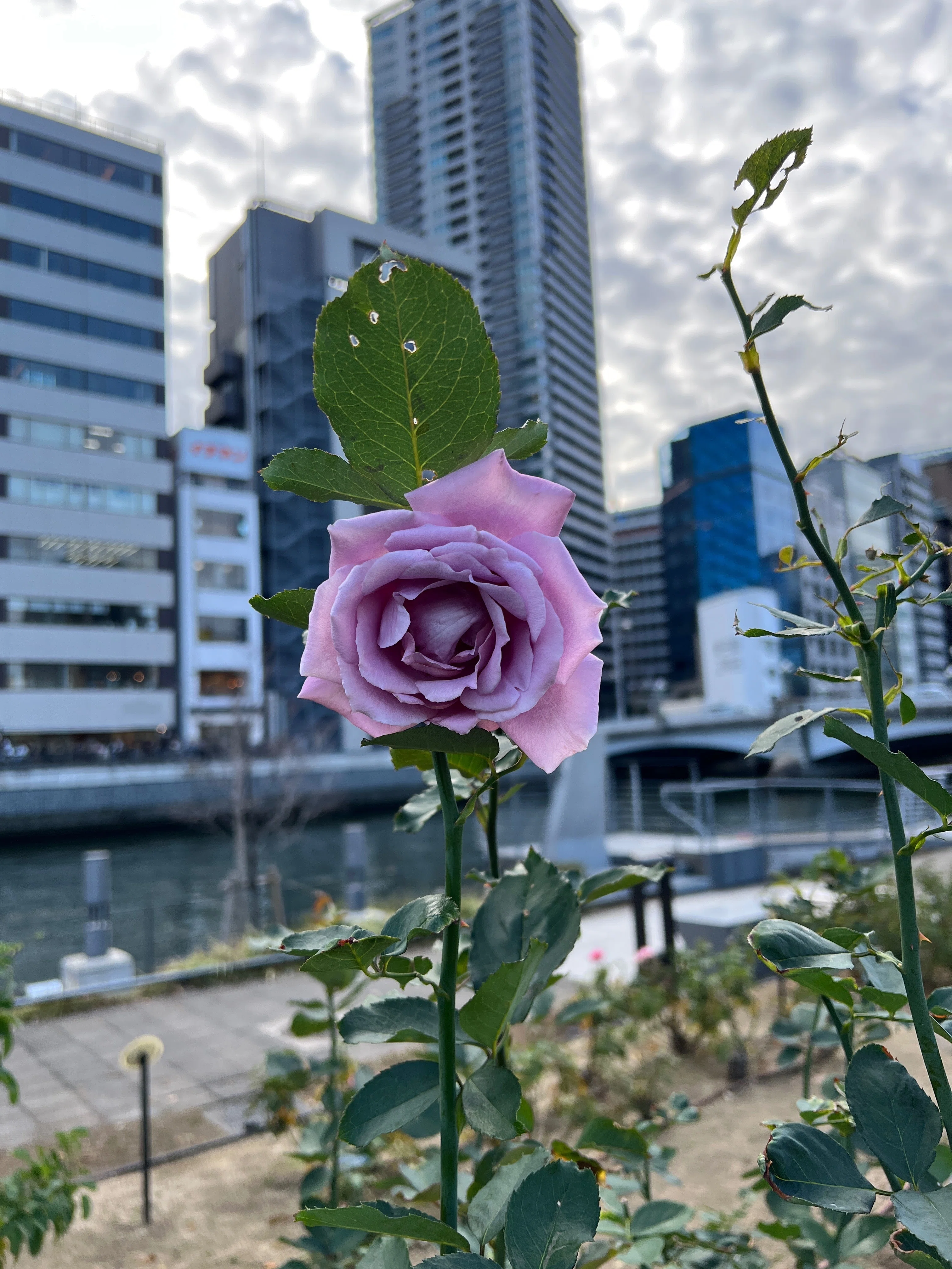 🇯🇵Fujimusume 🌹Nakanoshima Rose Garden｜ぱぽにゃん🌹薔薇を愛する