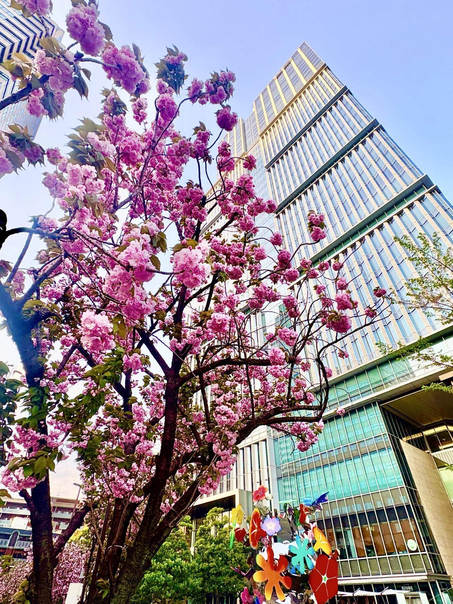 日本庭園の美〜ホテルニューオータニ 東京「夜桜」ライトアップin