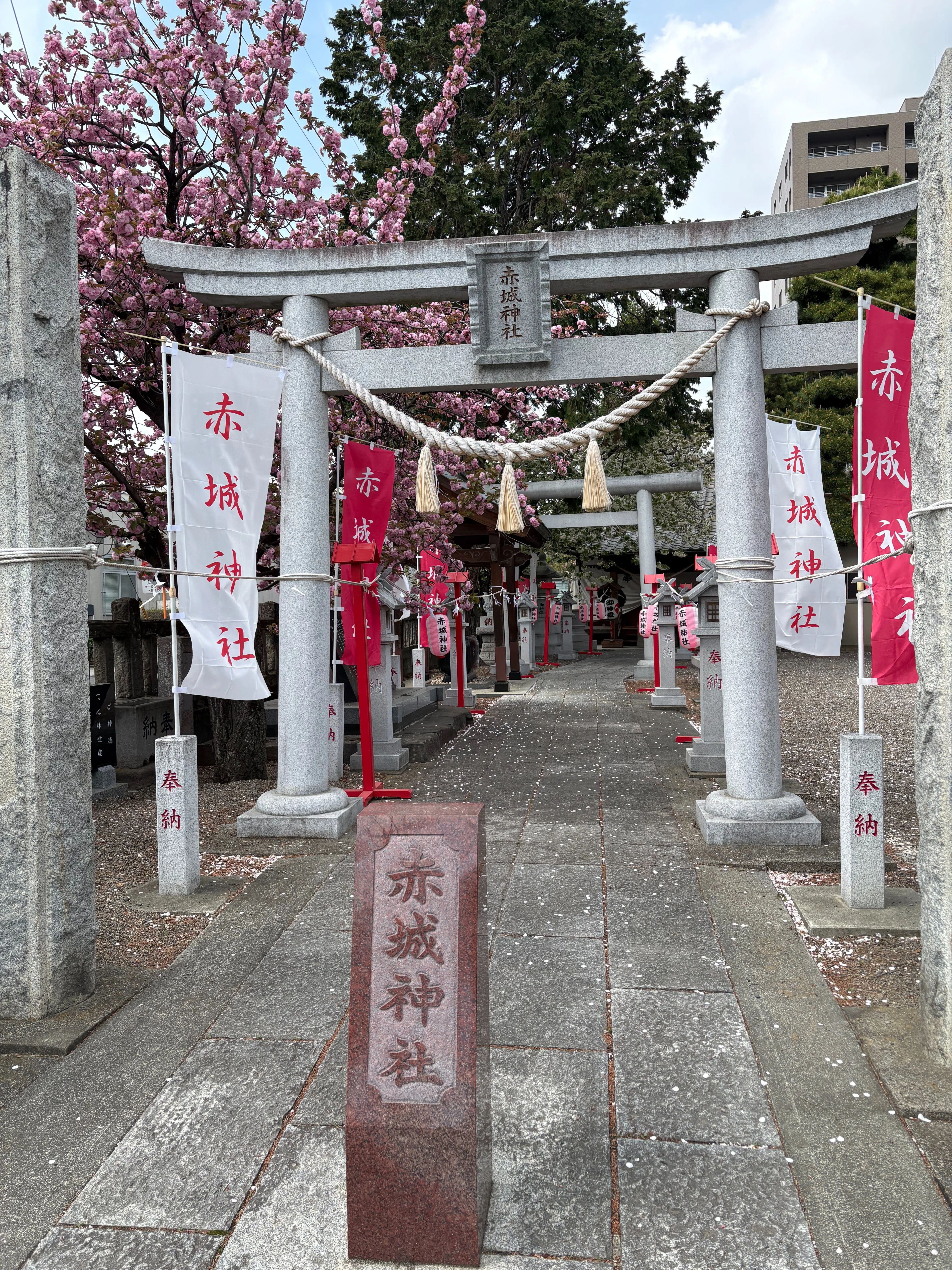 今日の「散歩」】＿「赤城神社と御朱印と八重桜」｜由良上野介