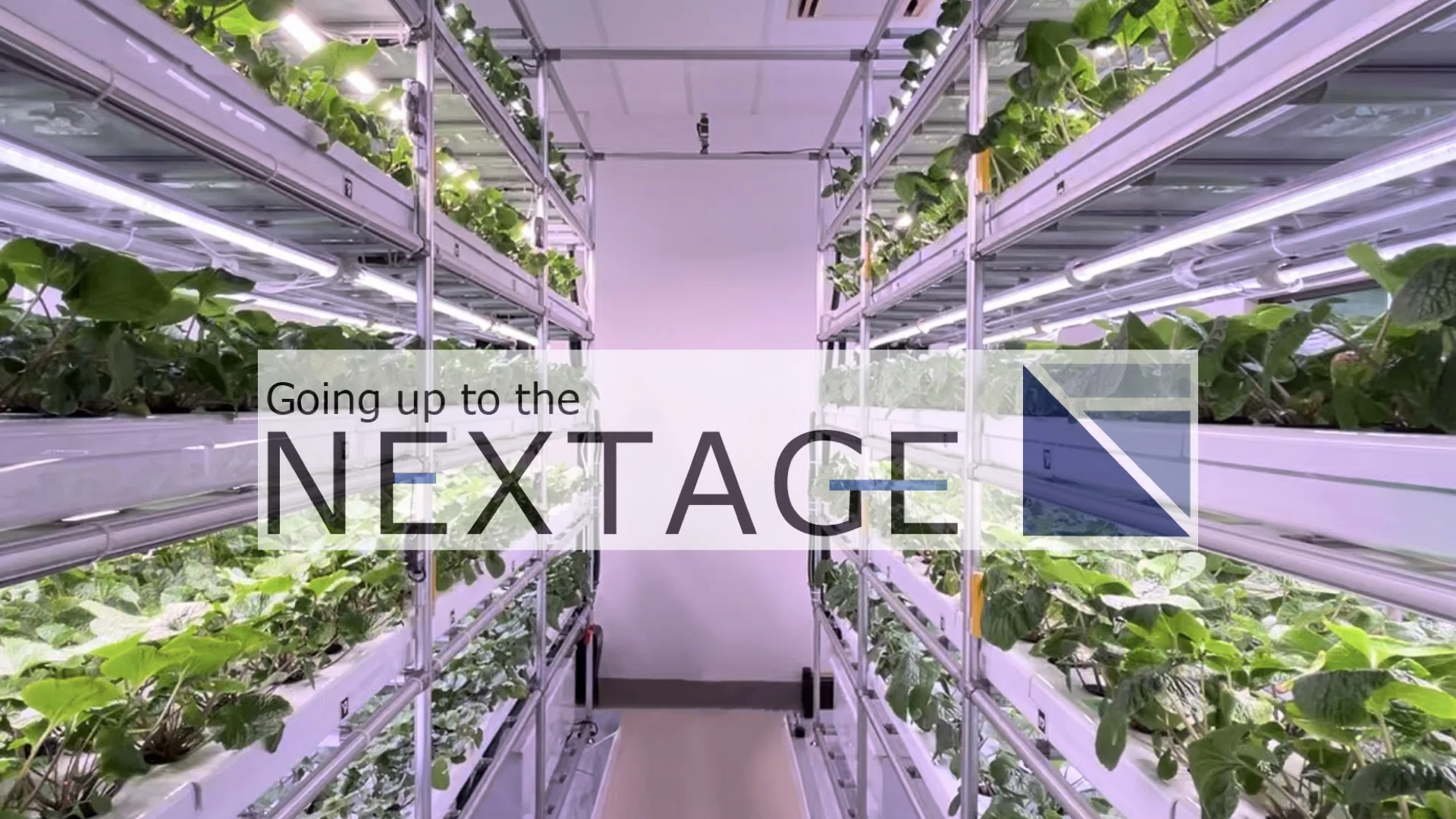 テクノロジーでわさび栽培を再定義する。日本の伝統食材を100年先へ