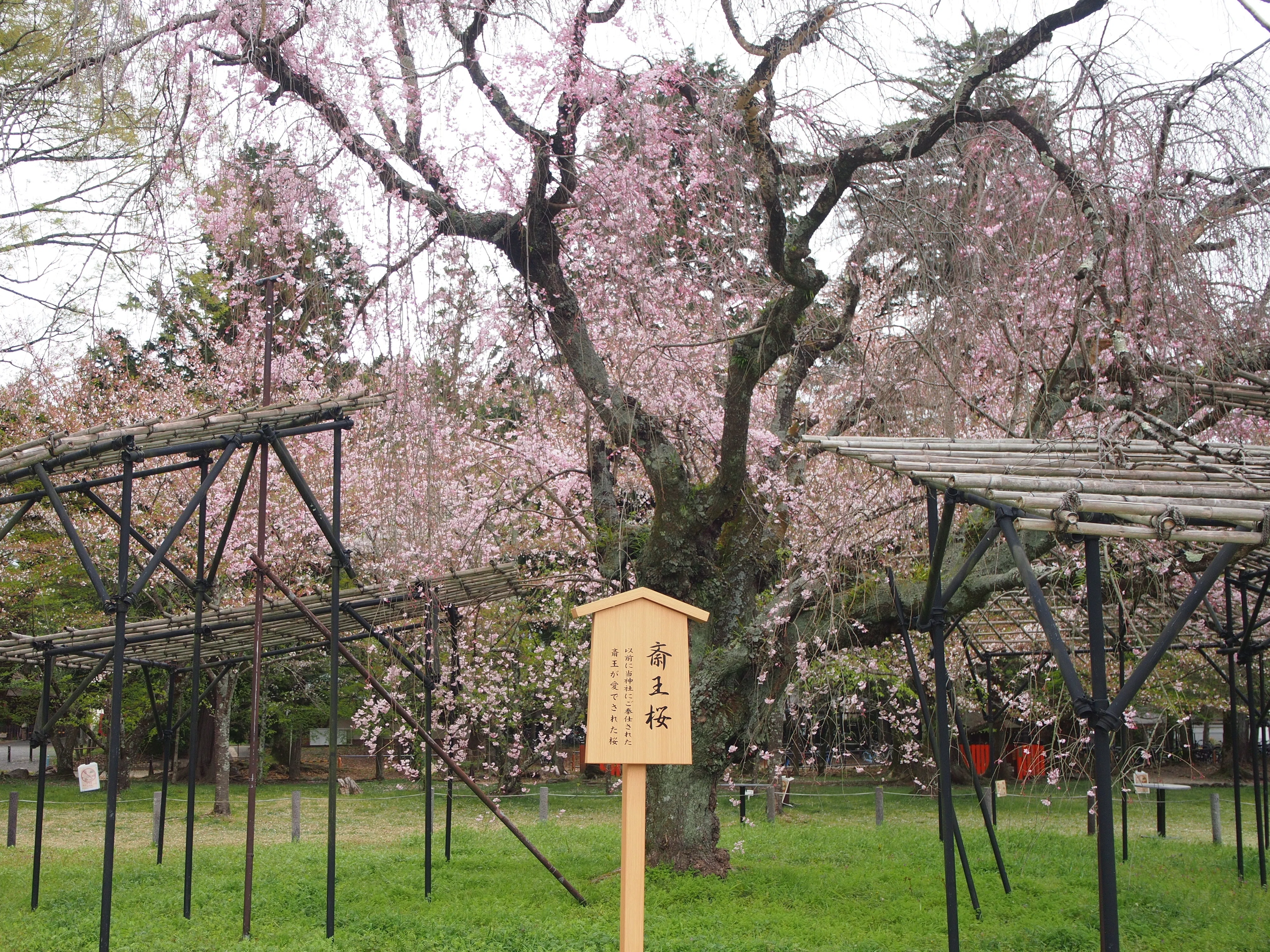 京都・上賀茂】味の素AGF株式会社が上賀茂神社にて「京都の四季を