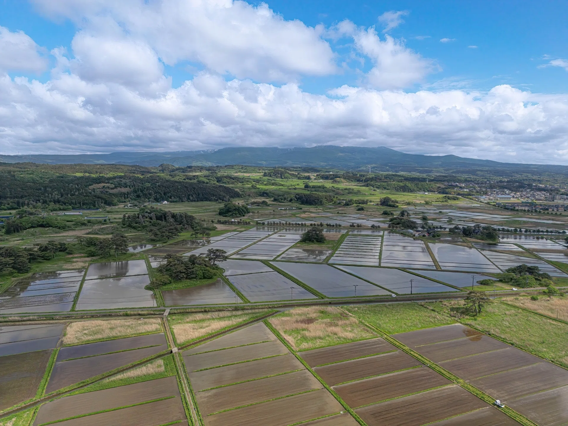 鳥海山由来の珪化木、「白き峰」管理No.80324 桑ノ木台湿原特集 – 由利