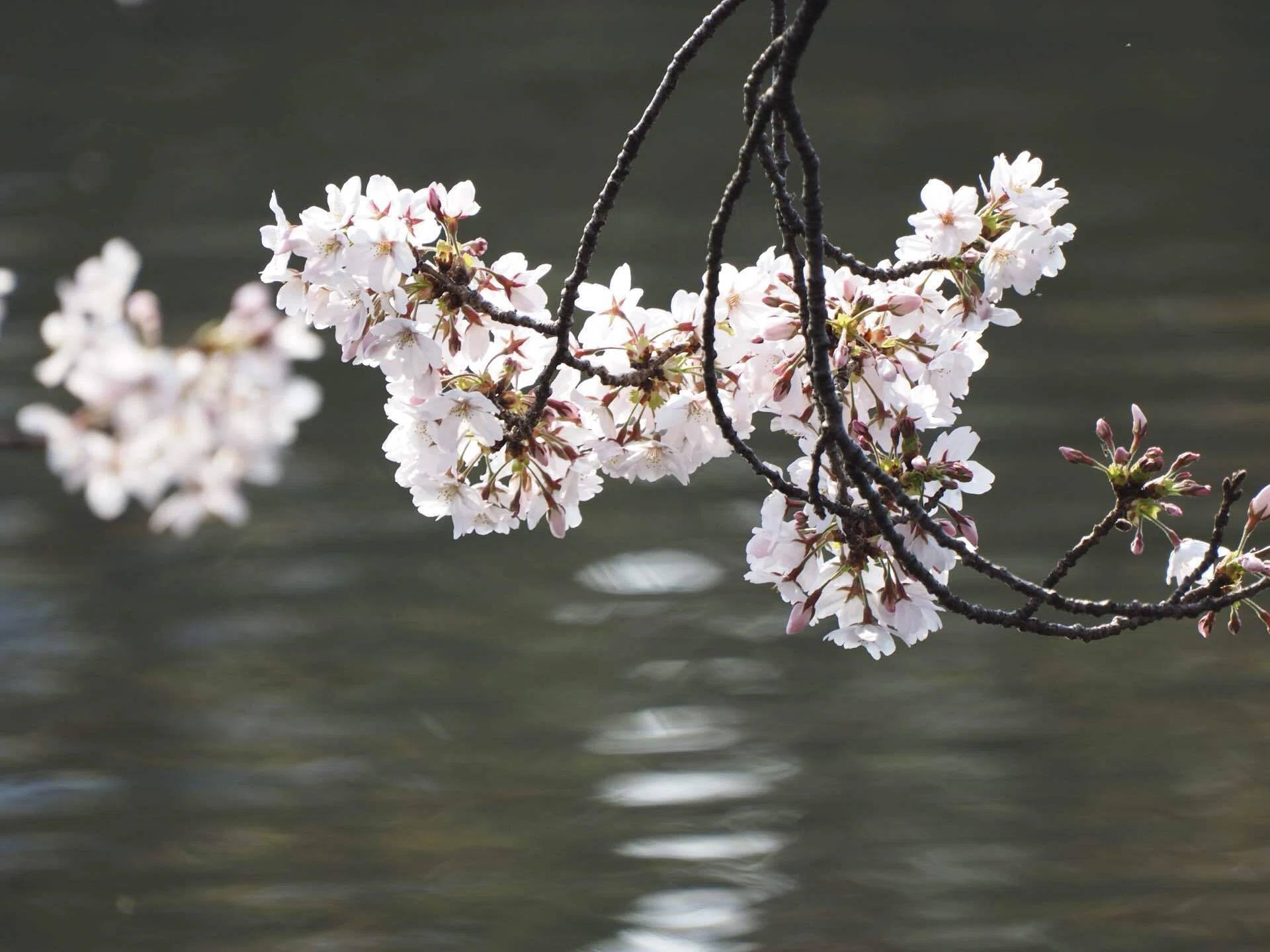 早朝の上野公園で一眼レフ撮影した桜｜ケン
