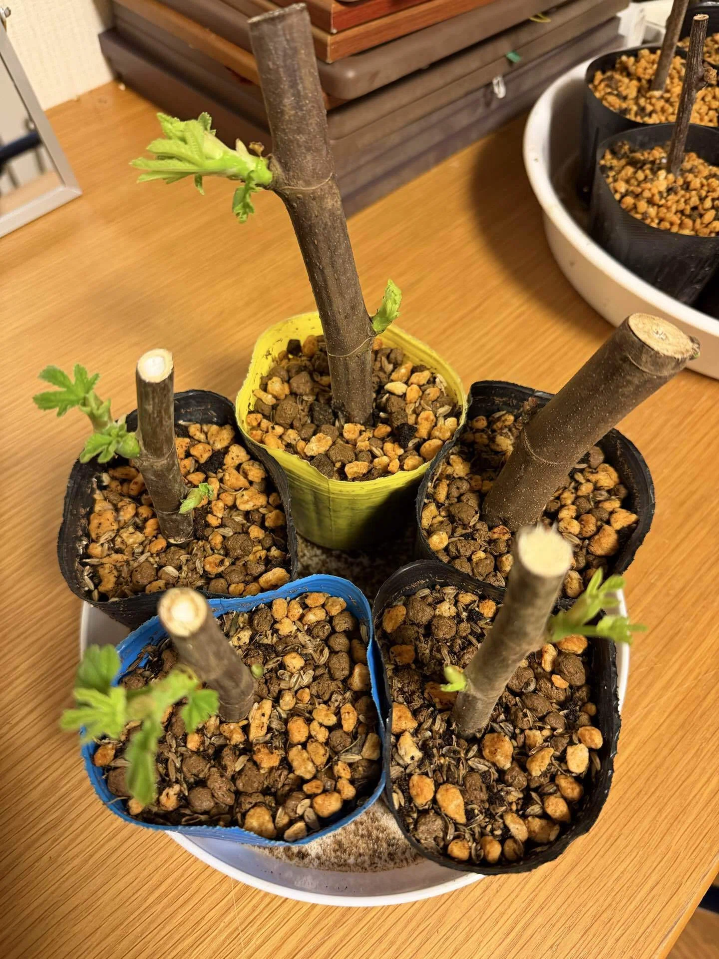 いちじくの鉢植えを増やした｜Hirokazu Nishi